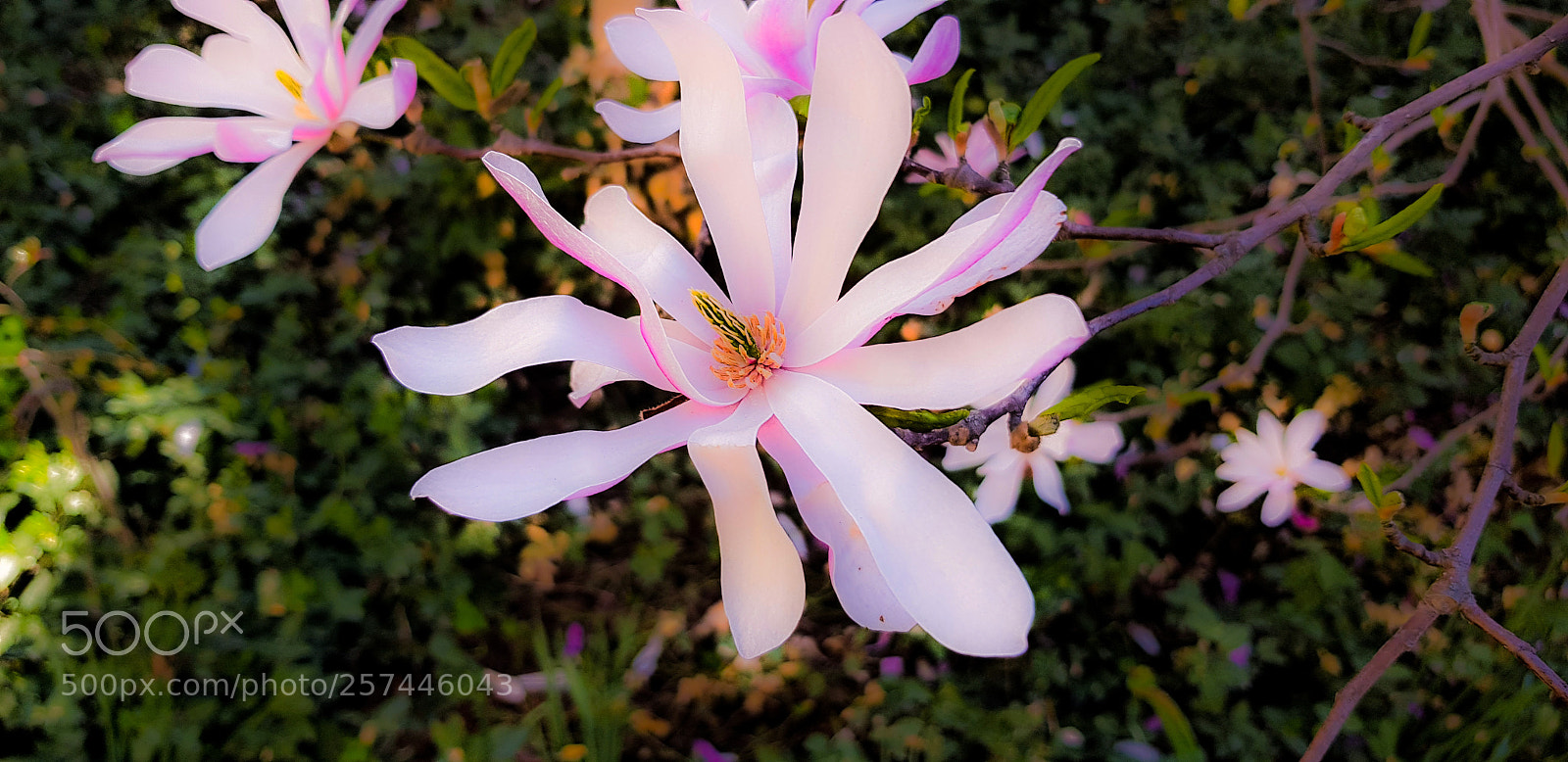 Samsung Galaxy S8 sample photo. A pink magnolia blooming. photography