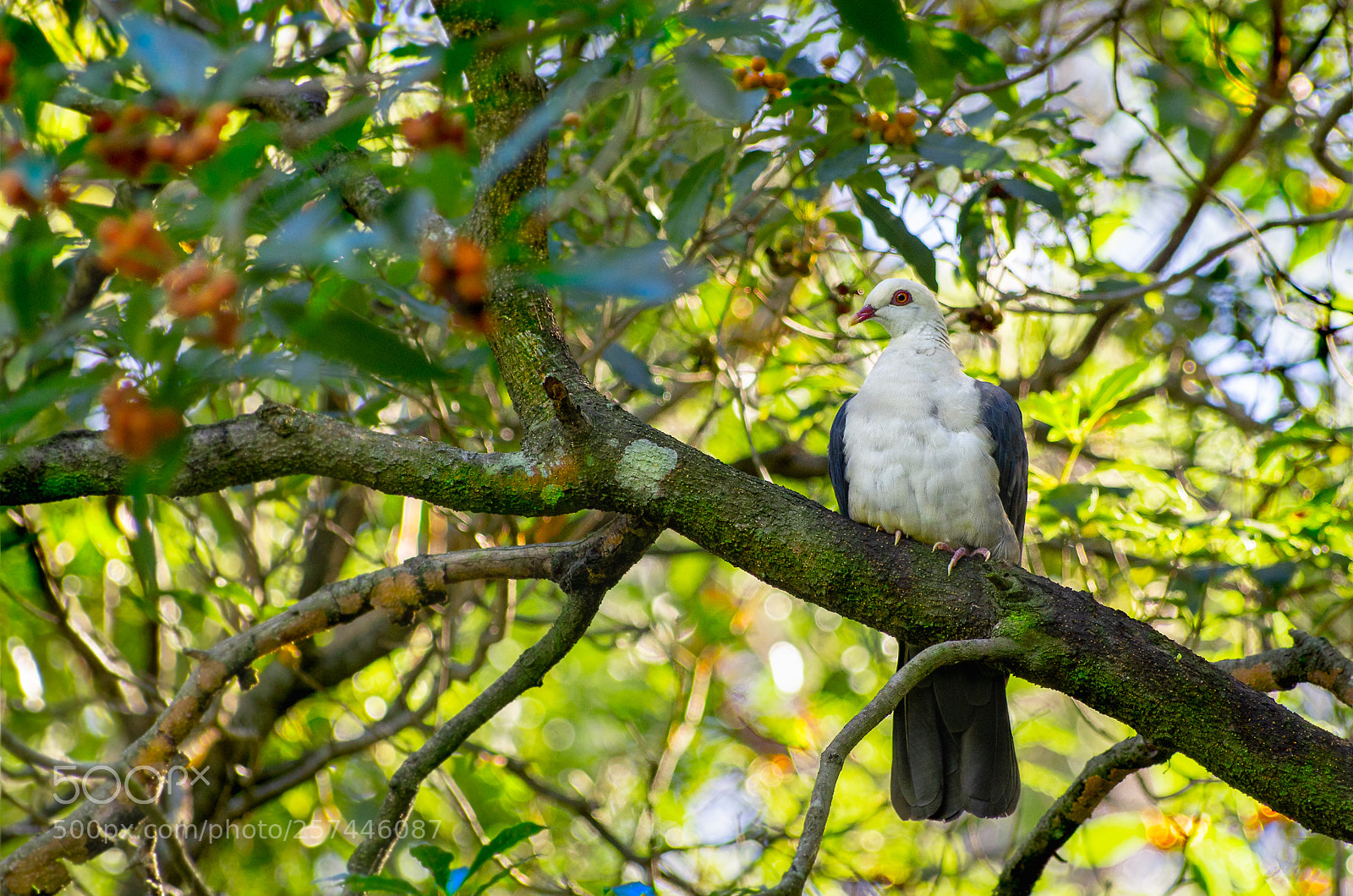 Pentax K-5 sample photo. White headed pigeon photography