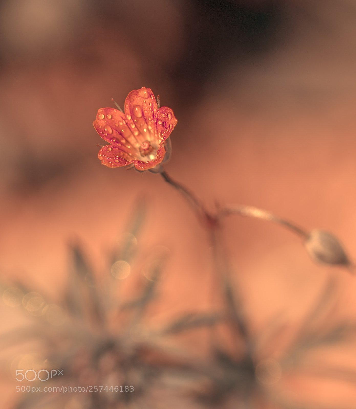 Nikon D610 sample photo. Little flower photography