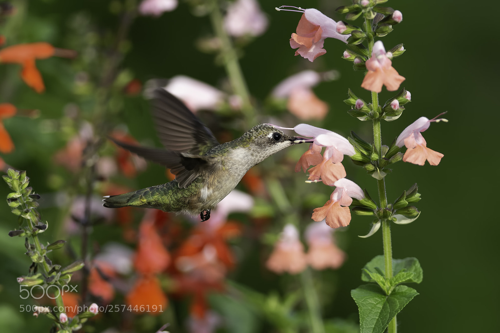 Nikon D7100 sample photo. Wrapped in flowers photography