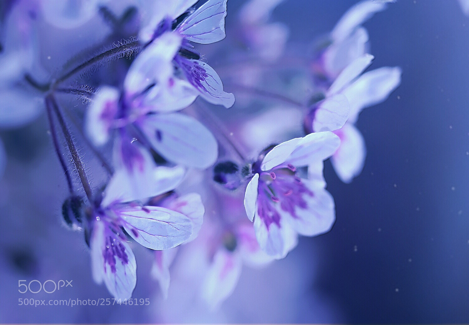 Nikon D5600 sample photo. Blue dreams... photography