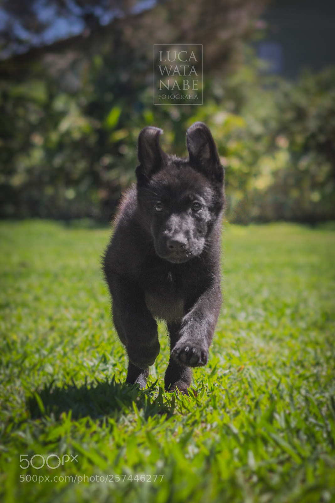 Canon EOS 600D (Rebel EOS T3i / EOS Kiss X5) sample photo. German shepherd dog puppies photography