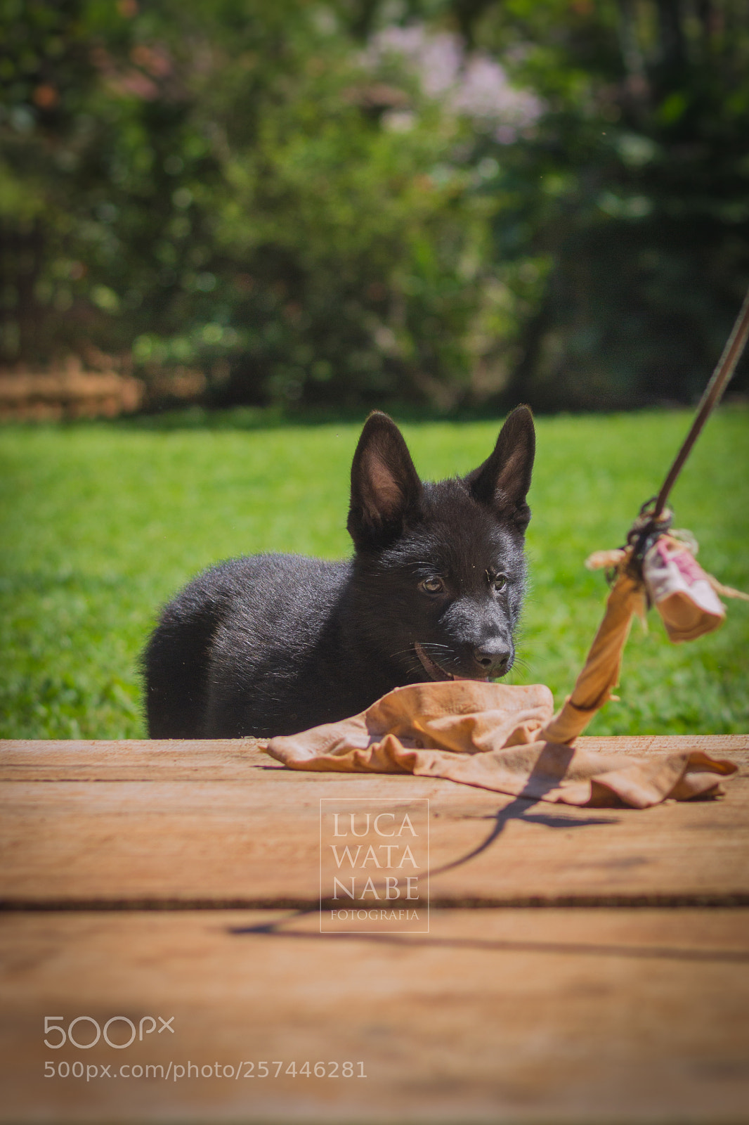 Canon EOS 600D (Rebel EOS T3i / EOS Kiss X5) sample photo. German shepherd dog puppies photography