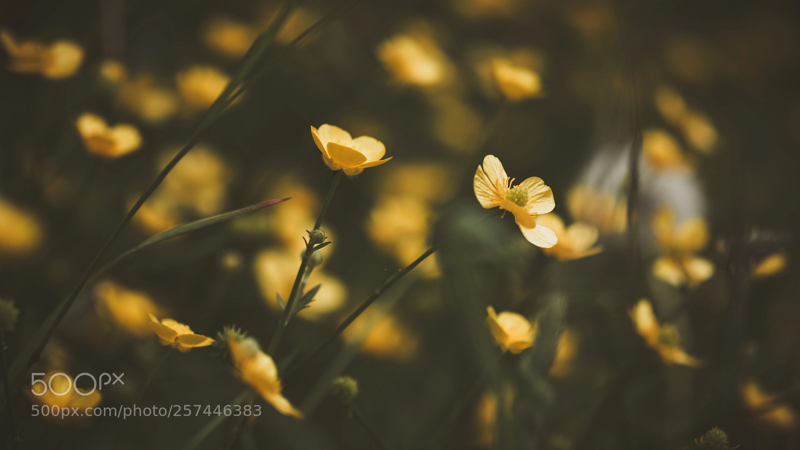 Fujifilm X-H1 sample photo. Yellow in the shadow photography