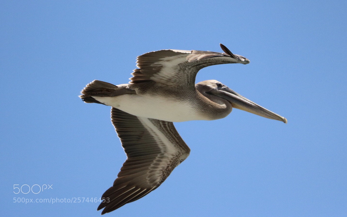 Canon EOS 750D (EOS Rebel T6i / EOS Kiss X8i) sample photo. Pelican’s fly photography