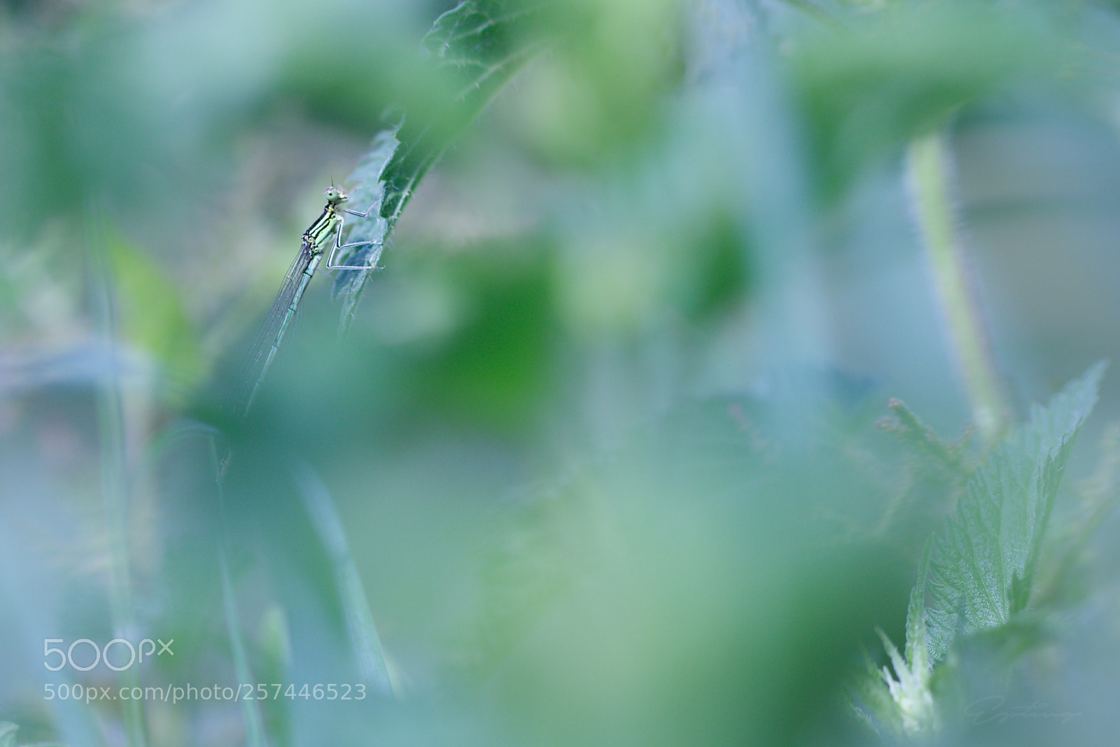 Canon EOS 70D sample photo. Dragonfly photography