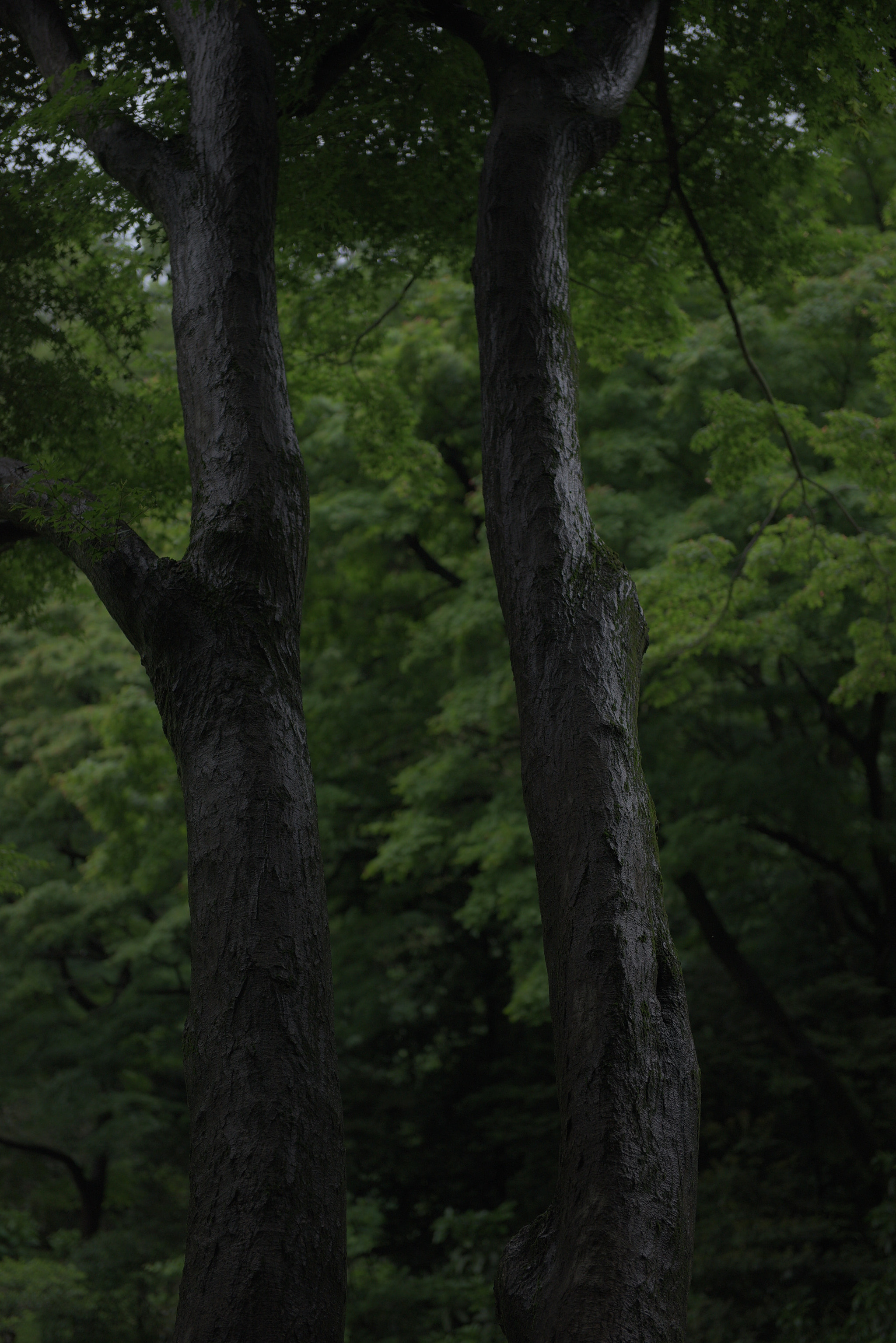 Nikon AF-S Nikkor 24-70mm F2.8G ED sample photo. 神宮の森 photography