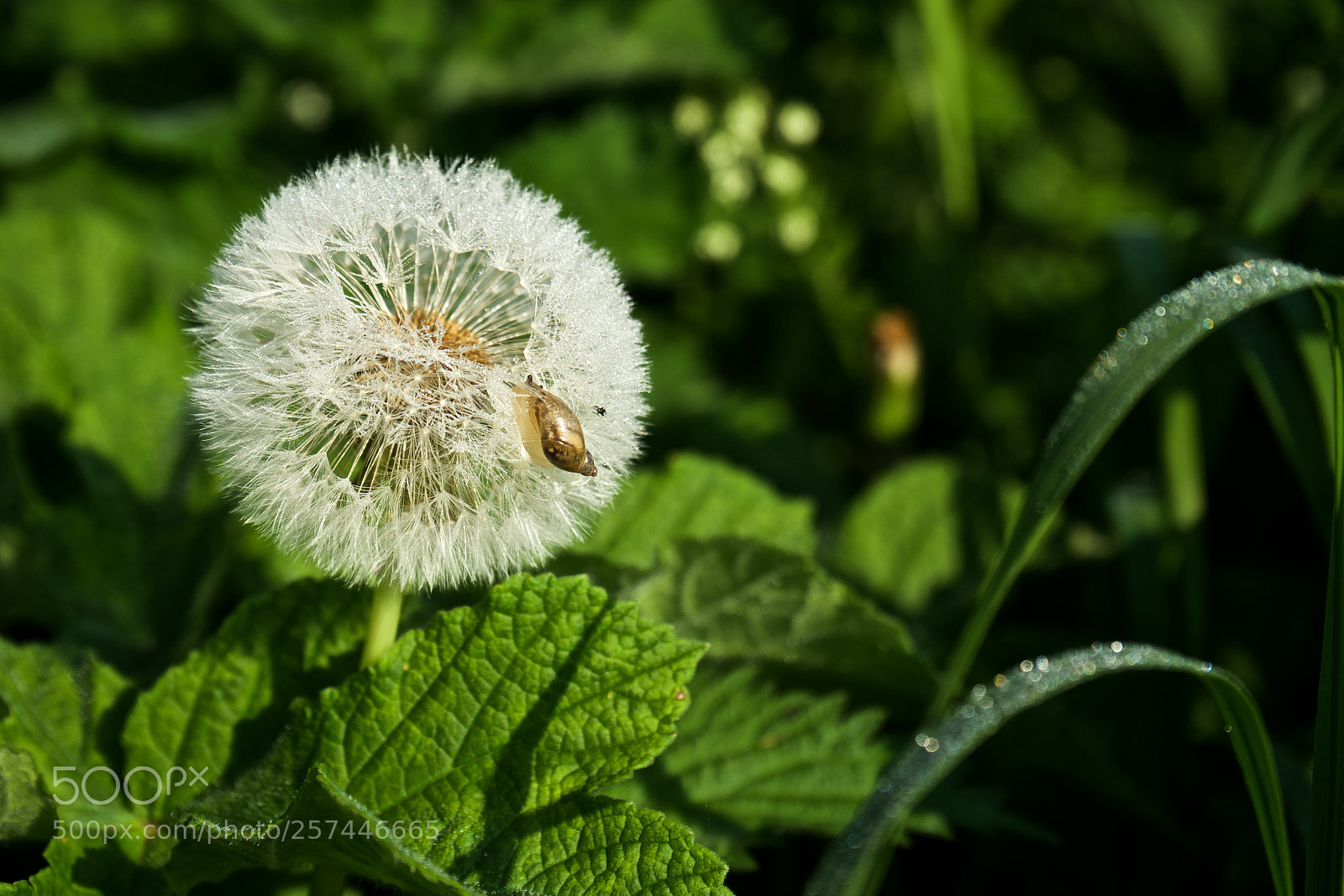 Sony a7 sample photo. Shapwick's early morning dew photography