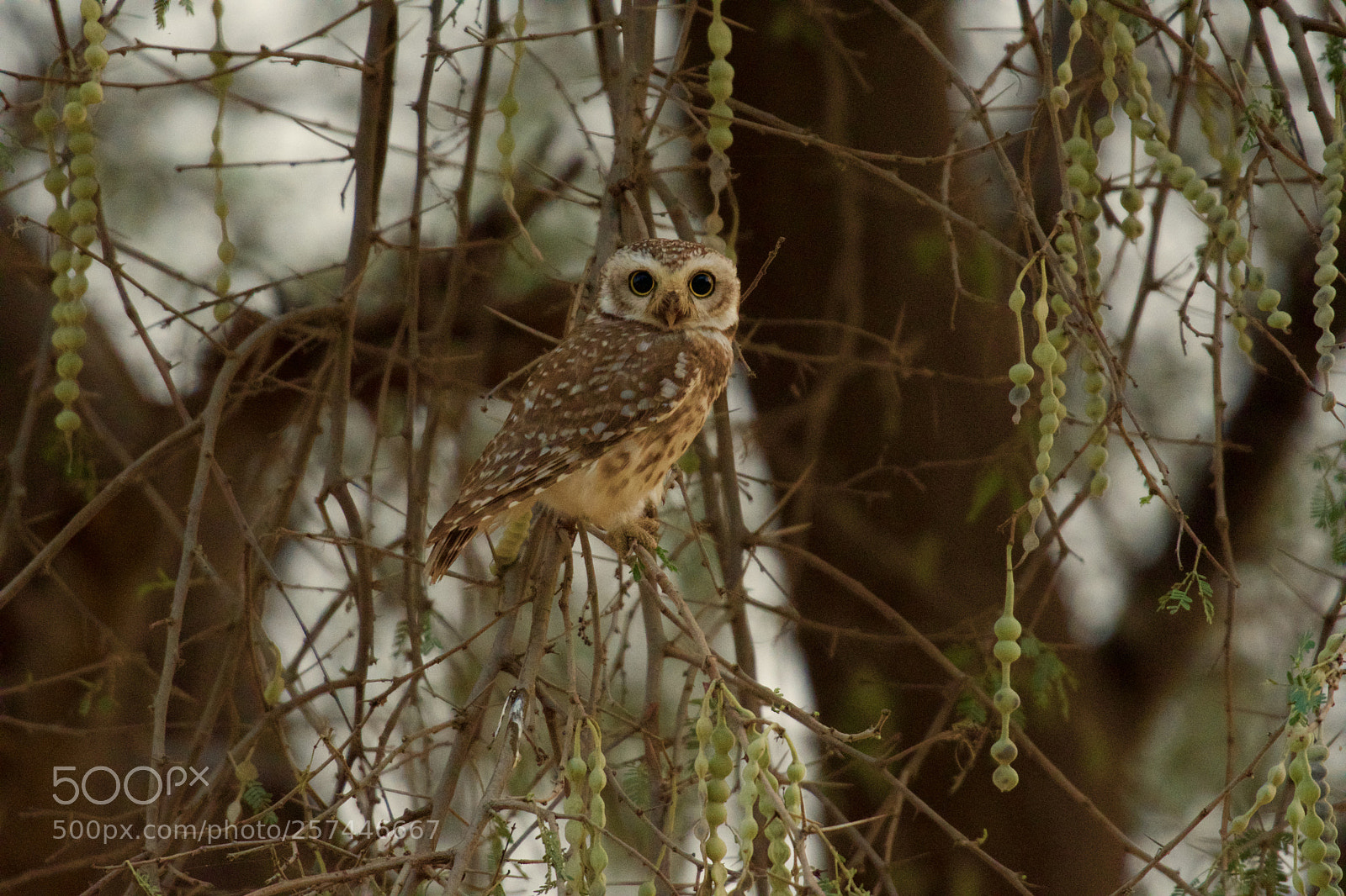 Nikon D500 sample photo. Good morning photography
