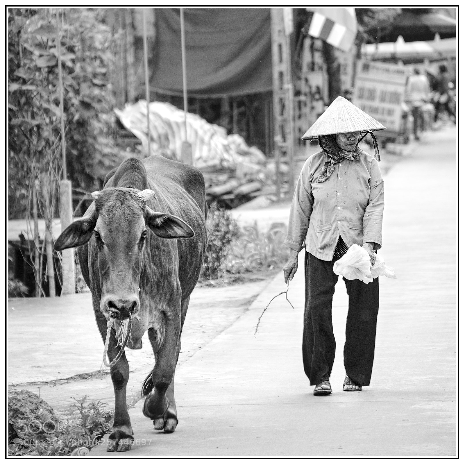 Fujifilm X-T2 sample photo. Walkin' the cow photography