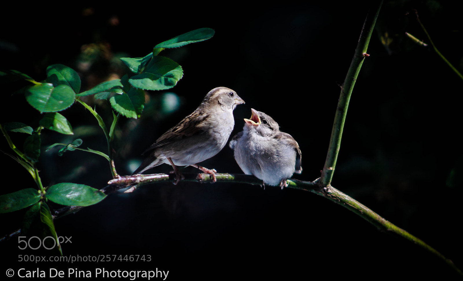 Canon EOS 700D (EOS Rebel T5i / EOS Kiss X7i) sample photo. Mum and baby.. photography