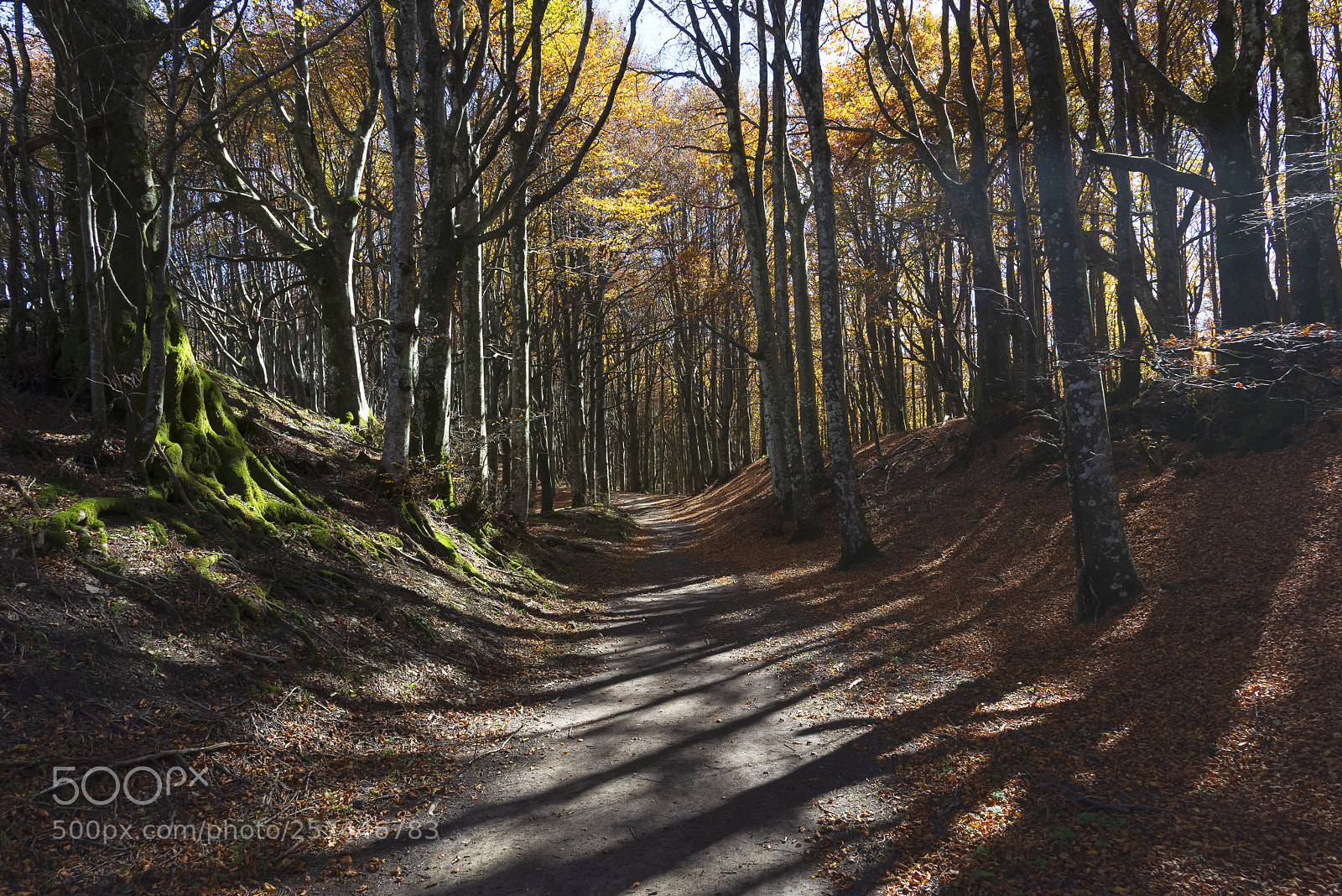 Nikon D600 sample photo. In to the wood photography