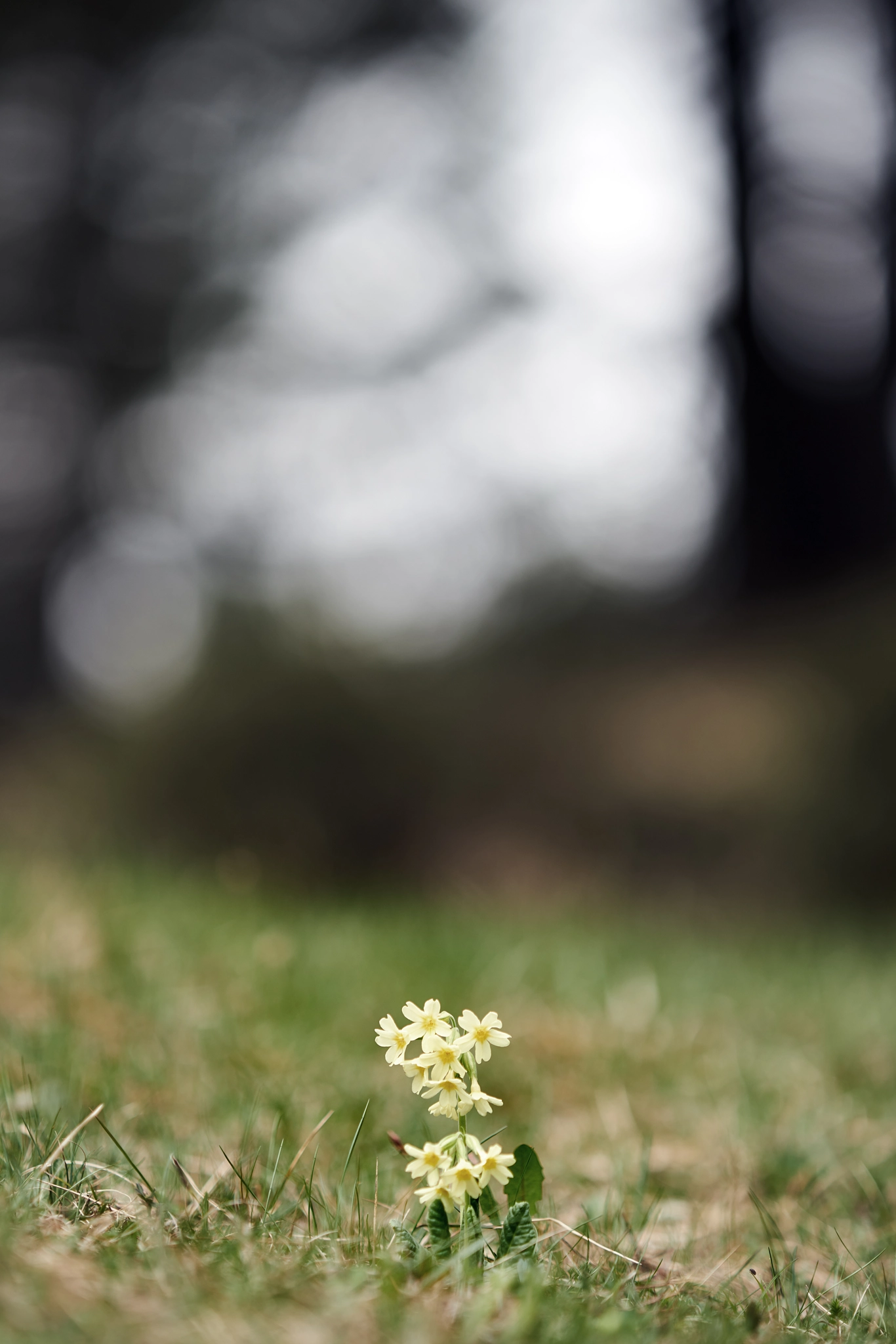 Sony 70-200mm F2.8 G sample photo. Primula photography