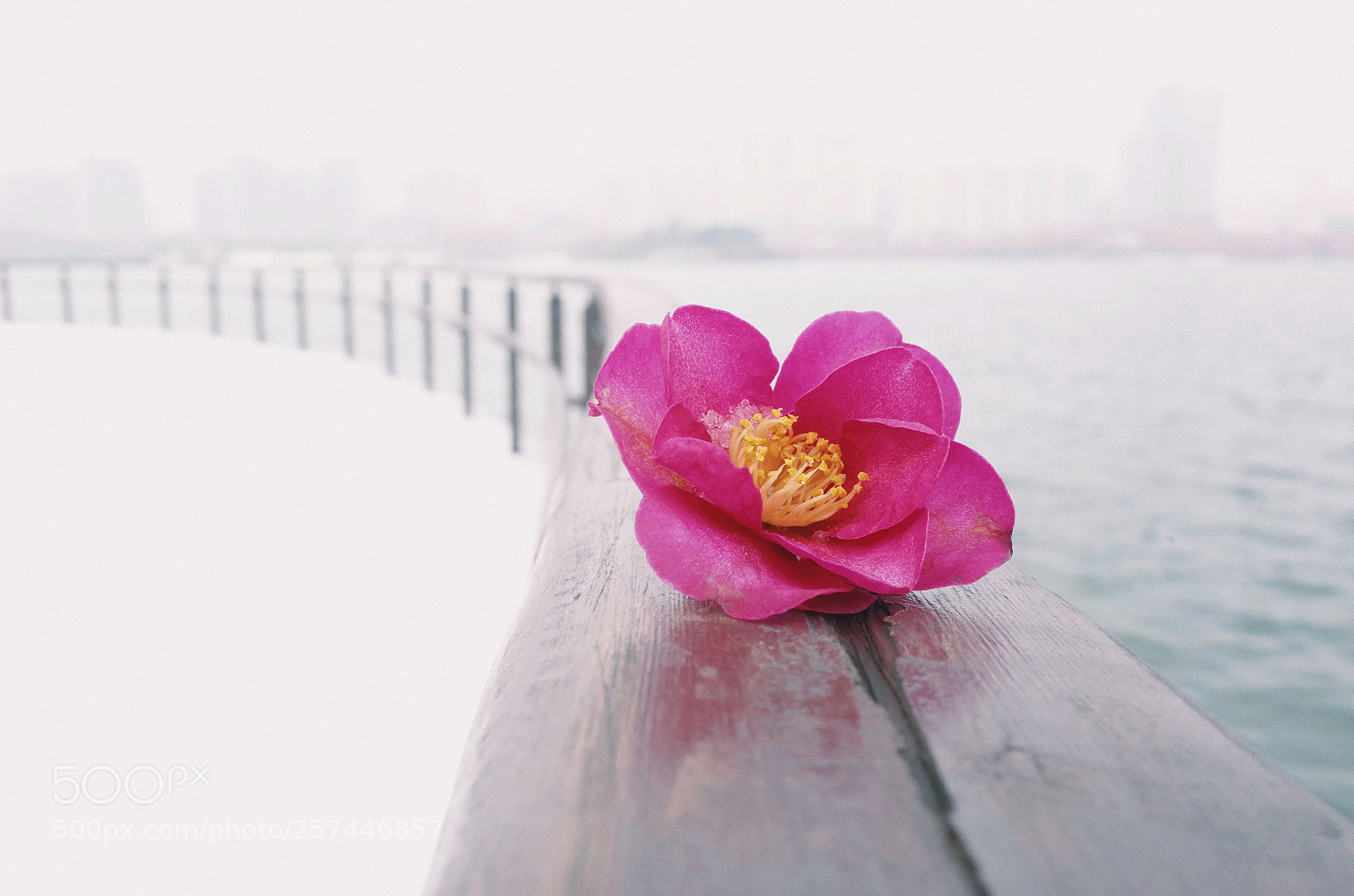 Ricoh GR II sample photo. Untitled photography