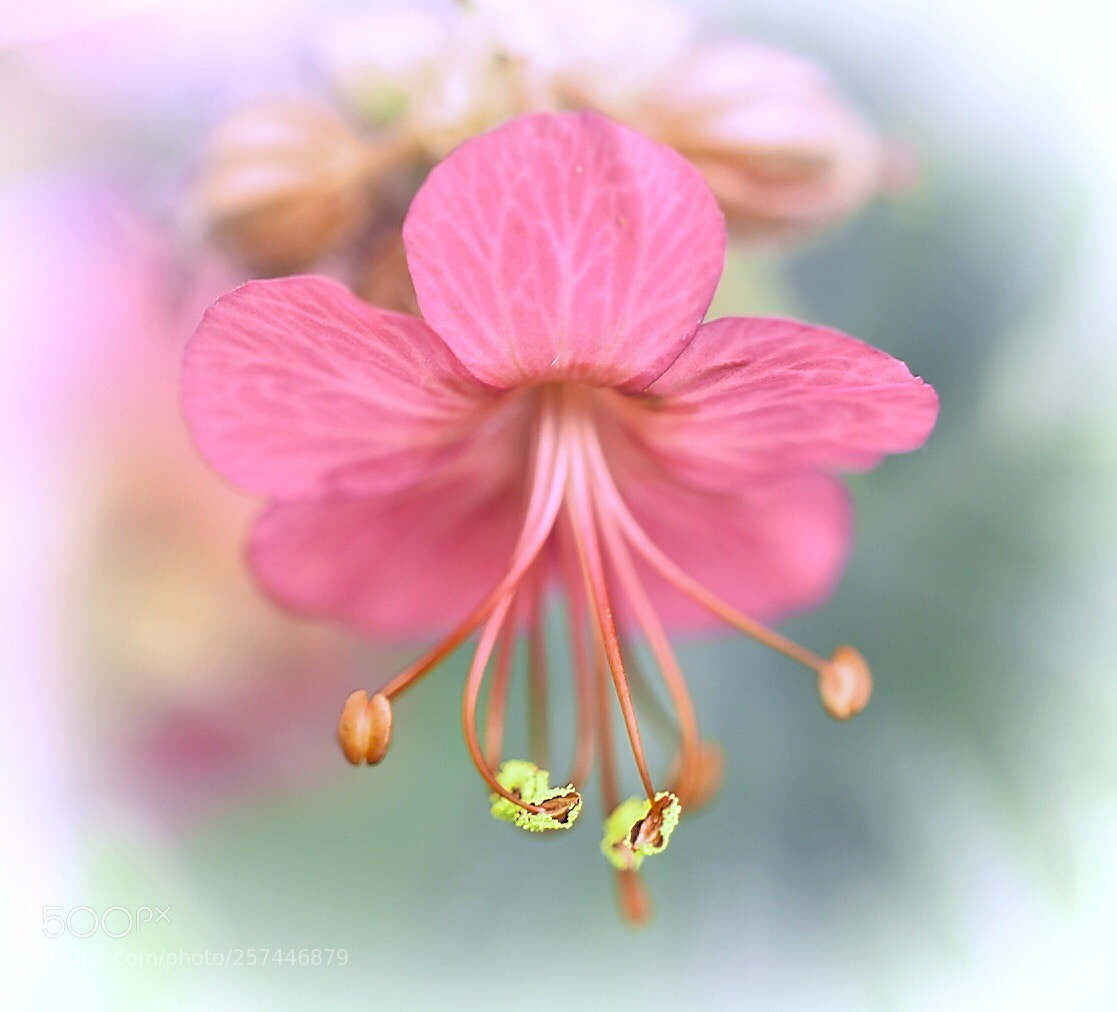 Nikon D5600 sample photo. I ll be waiting photography