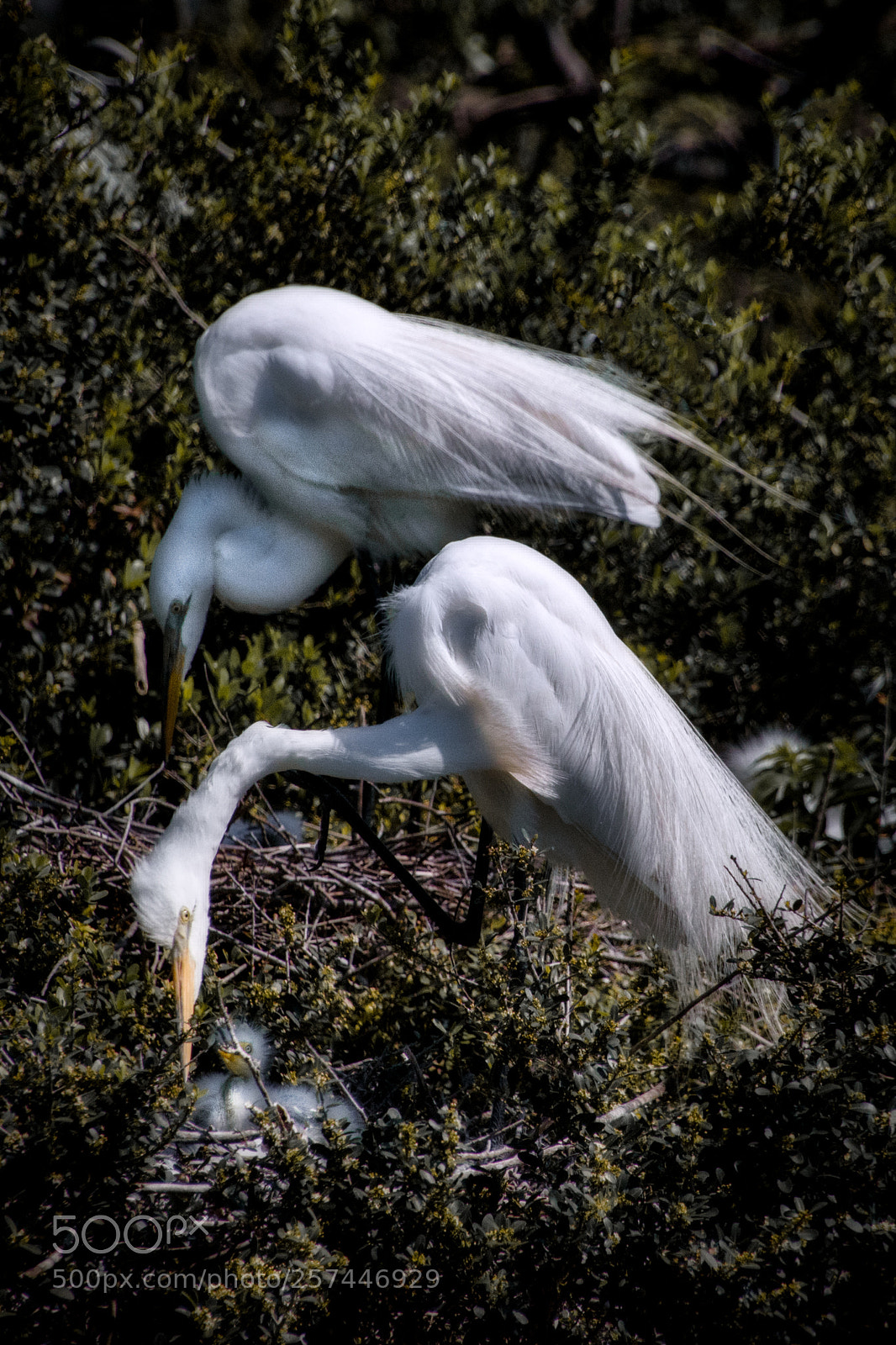 Nikon D7200 sample photo. Snowy ibis - happy photography