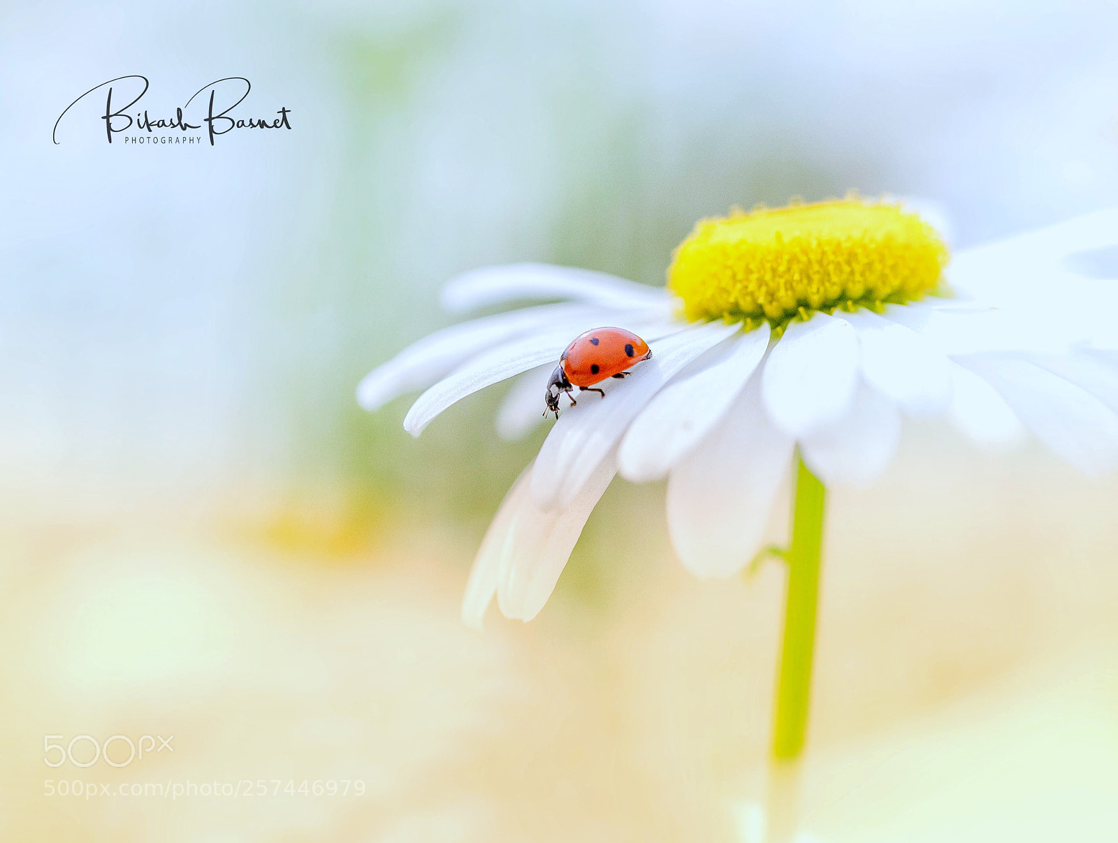 Canon EOS-1D X Mark II sample photo. Ladybug photography