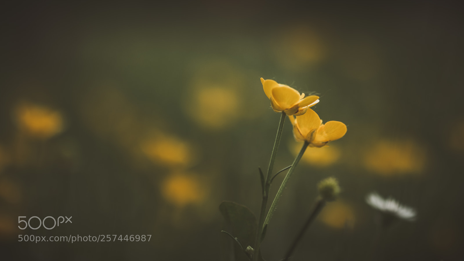 Fujifilm X-H1 sample photo. Painted by nature photography