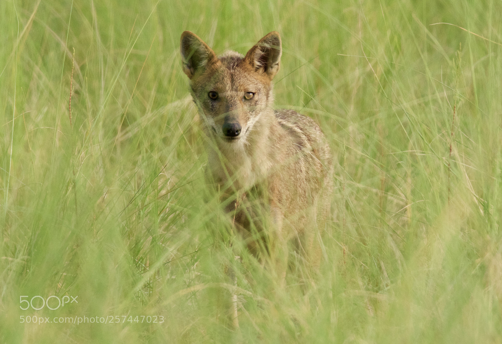 Nikon D500 sample photo. Curious young fox photography