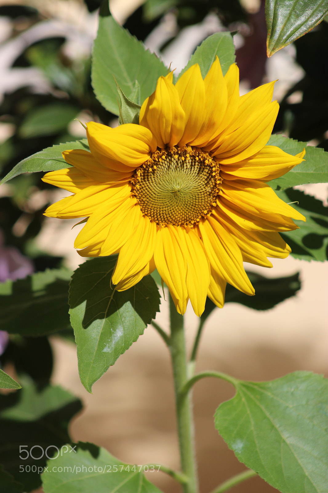 Canon EOS 600D (Rebel EOS T3i / EOS Kiss X5) sample photo. Girassol photography