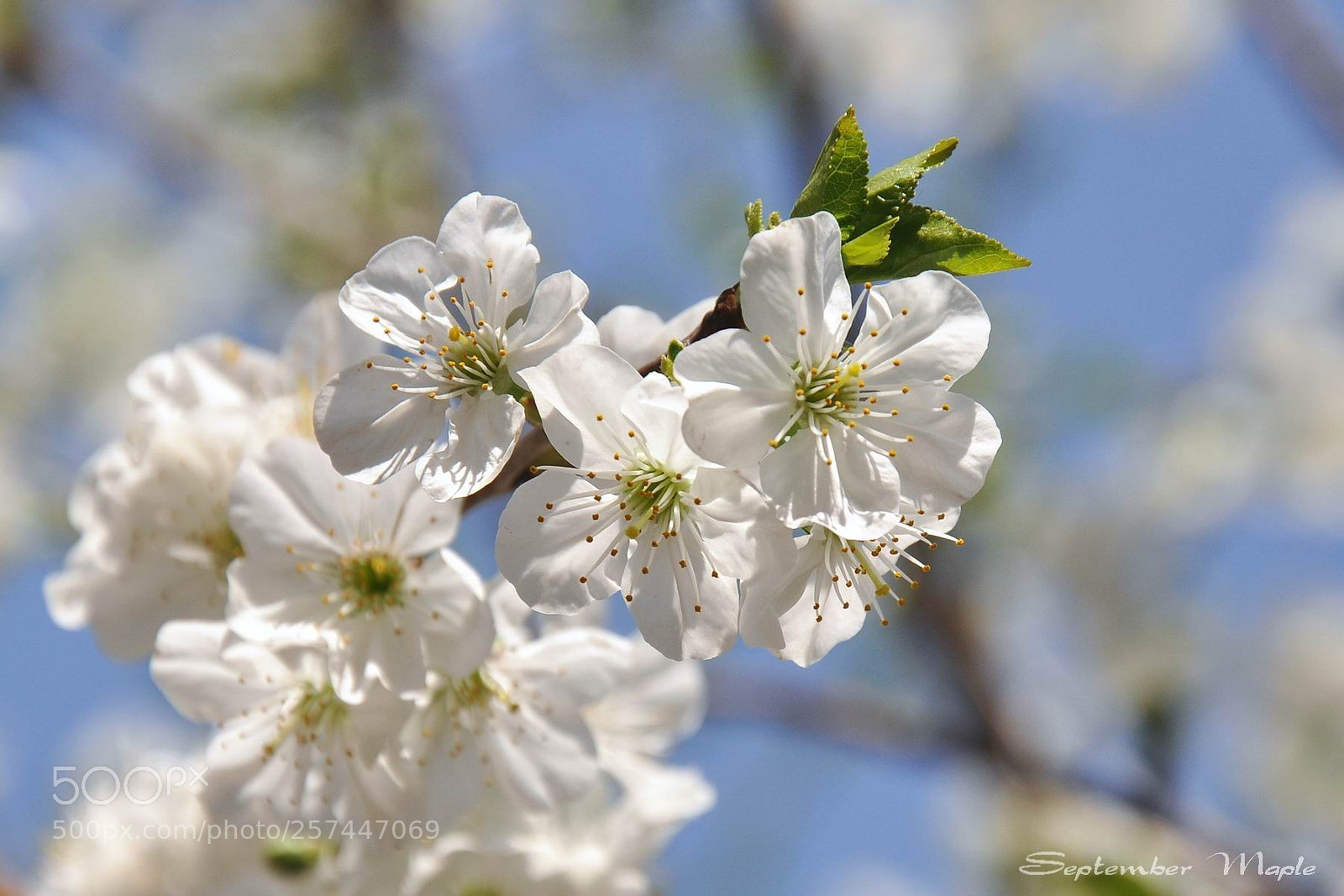 Nikon D90 sample photo. 樱桃花 [cherry blossoms] photography