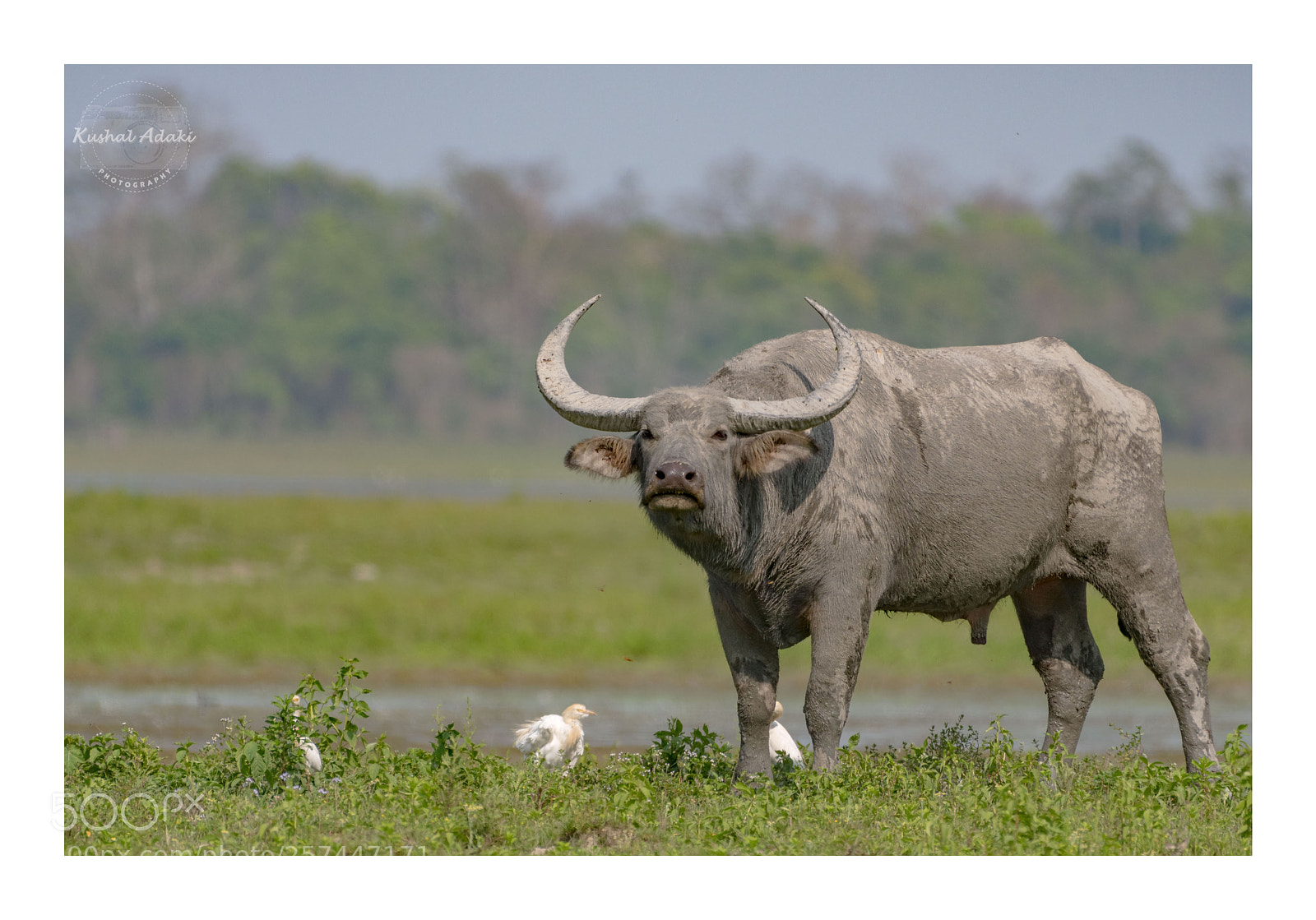 Nikon D500 sample photo. Wild water buffalo (male) photography