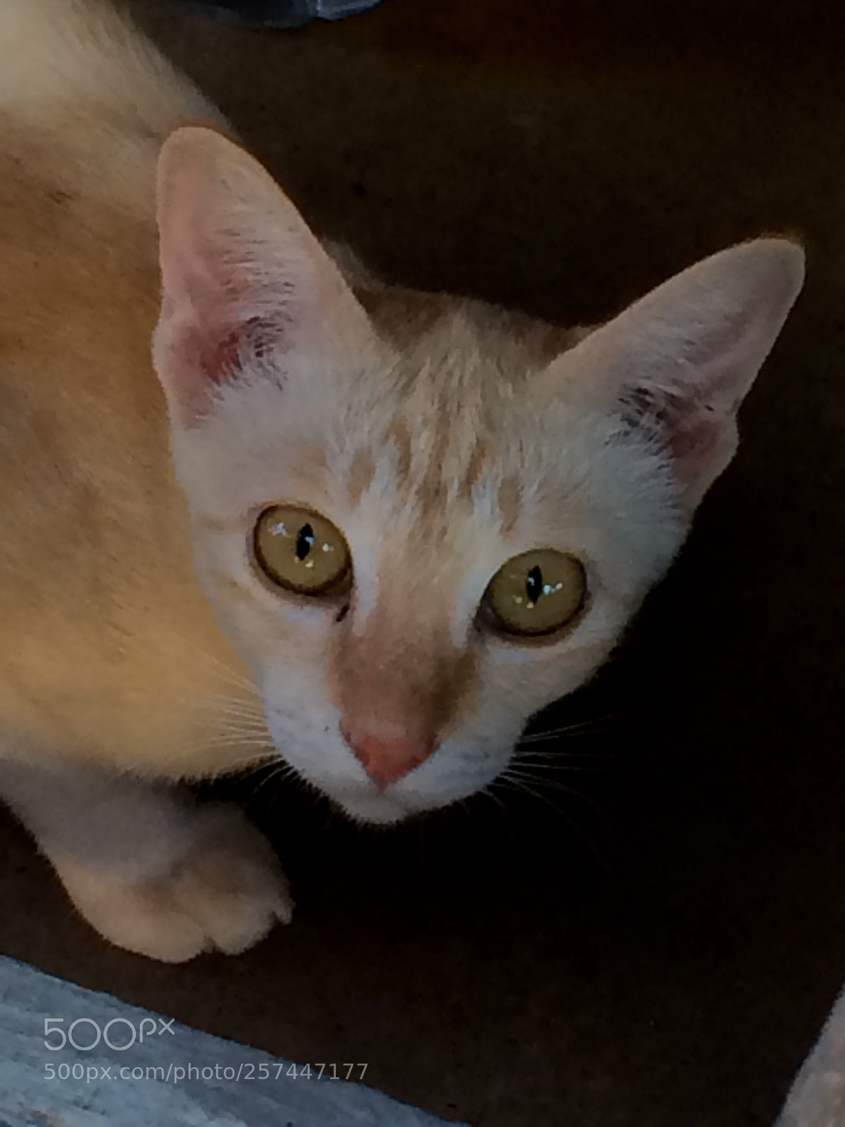 Apple iPhone 5s sample photo. Cat photography
