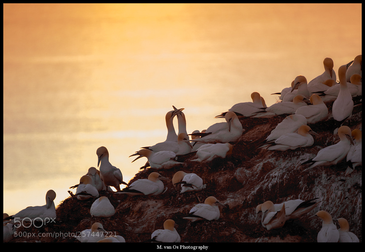 Canon EOS 7D Mark II sample photo. Sunset at helgoland. photography