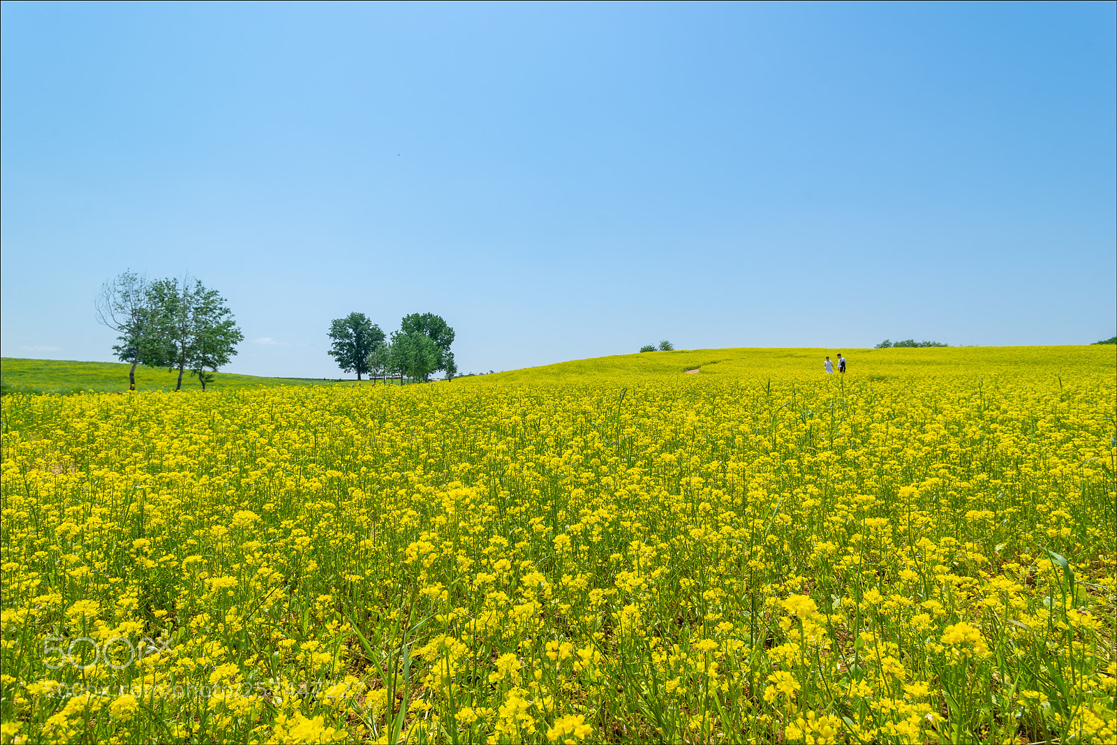Sony a7 sample photo. Rape flower photography