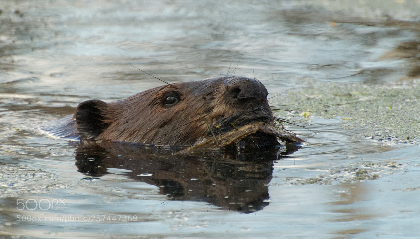Nikon D80 sample photo. Beaver photography