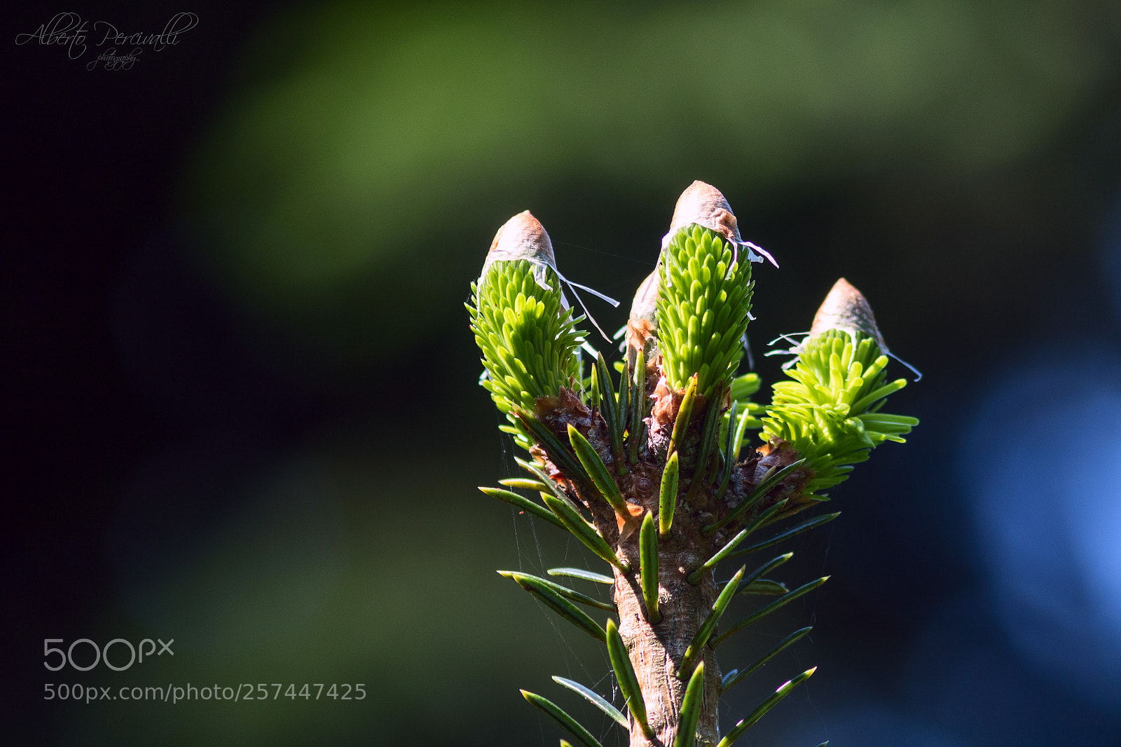Canon EOS 750D (EOS Rebel T6i / EOS Kiss X8i) sample photo. New life photography