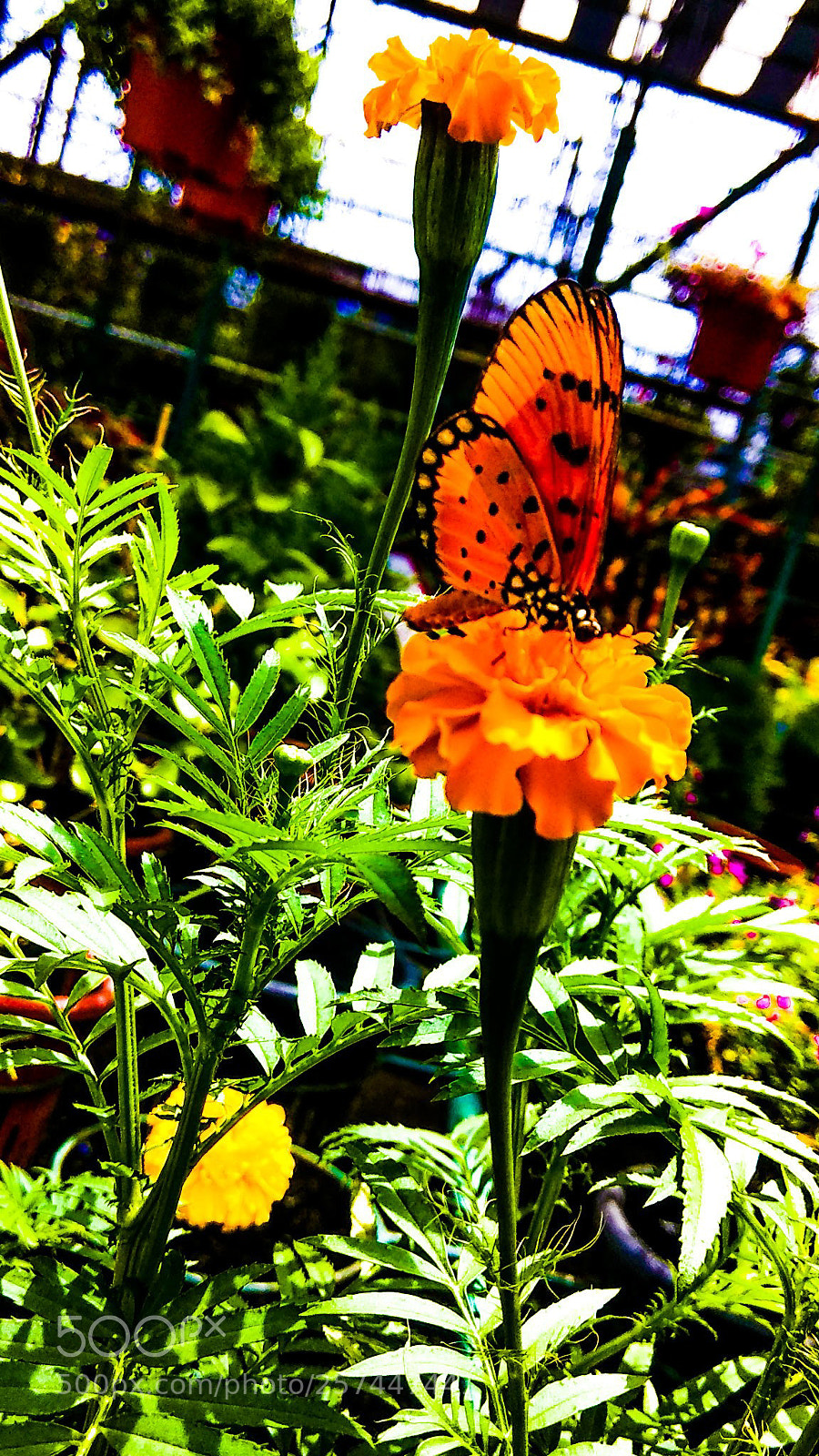 Xiaomi Redmi Note 4 sample photo. Untitled photography