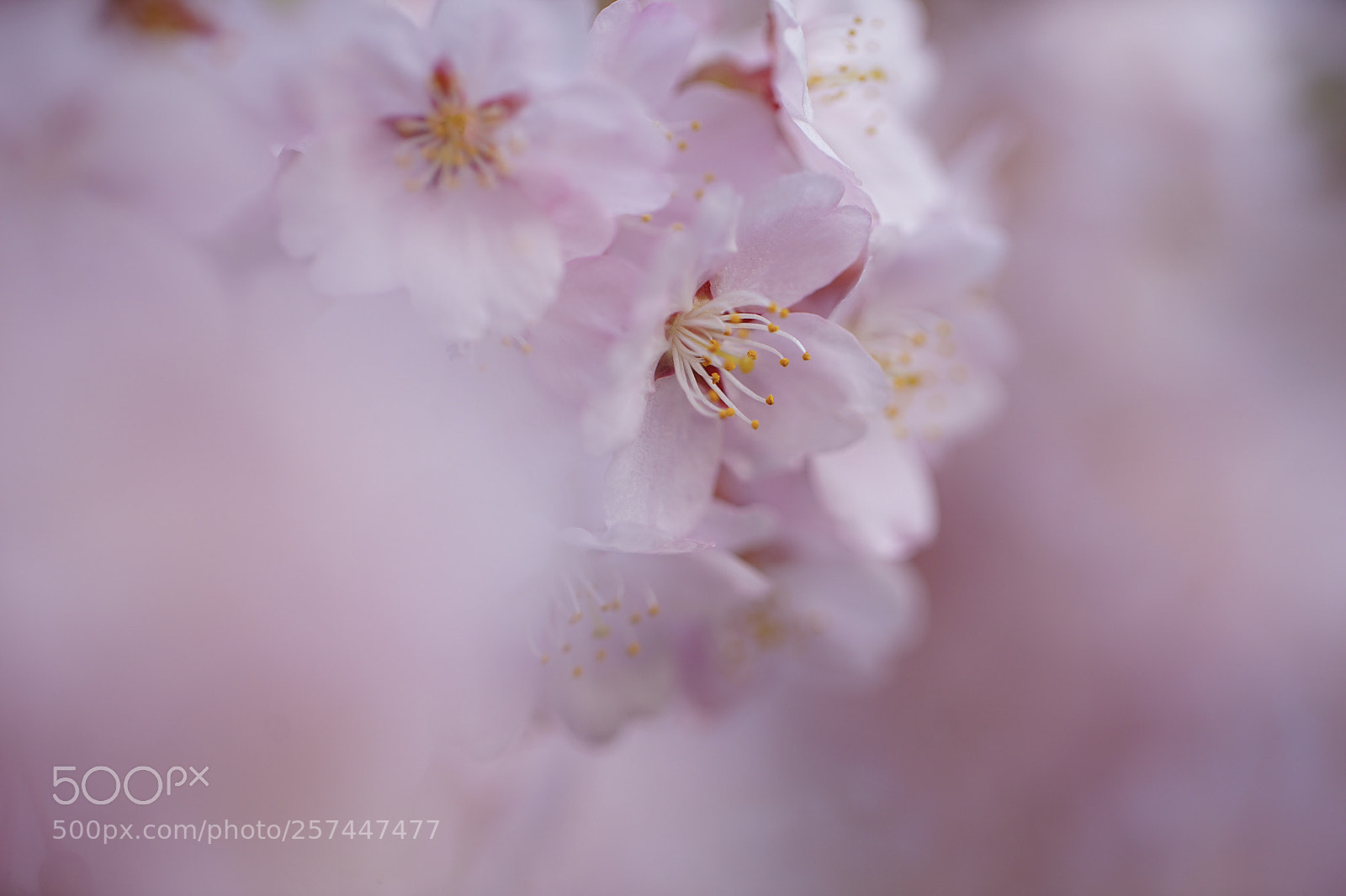 Sony a7 II sample photo. Sakura blossom 4 photography