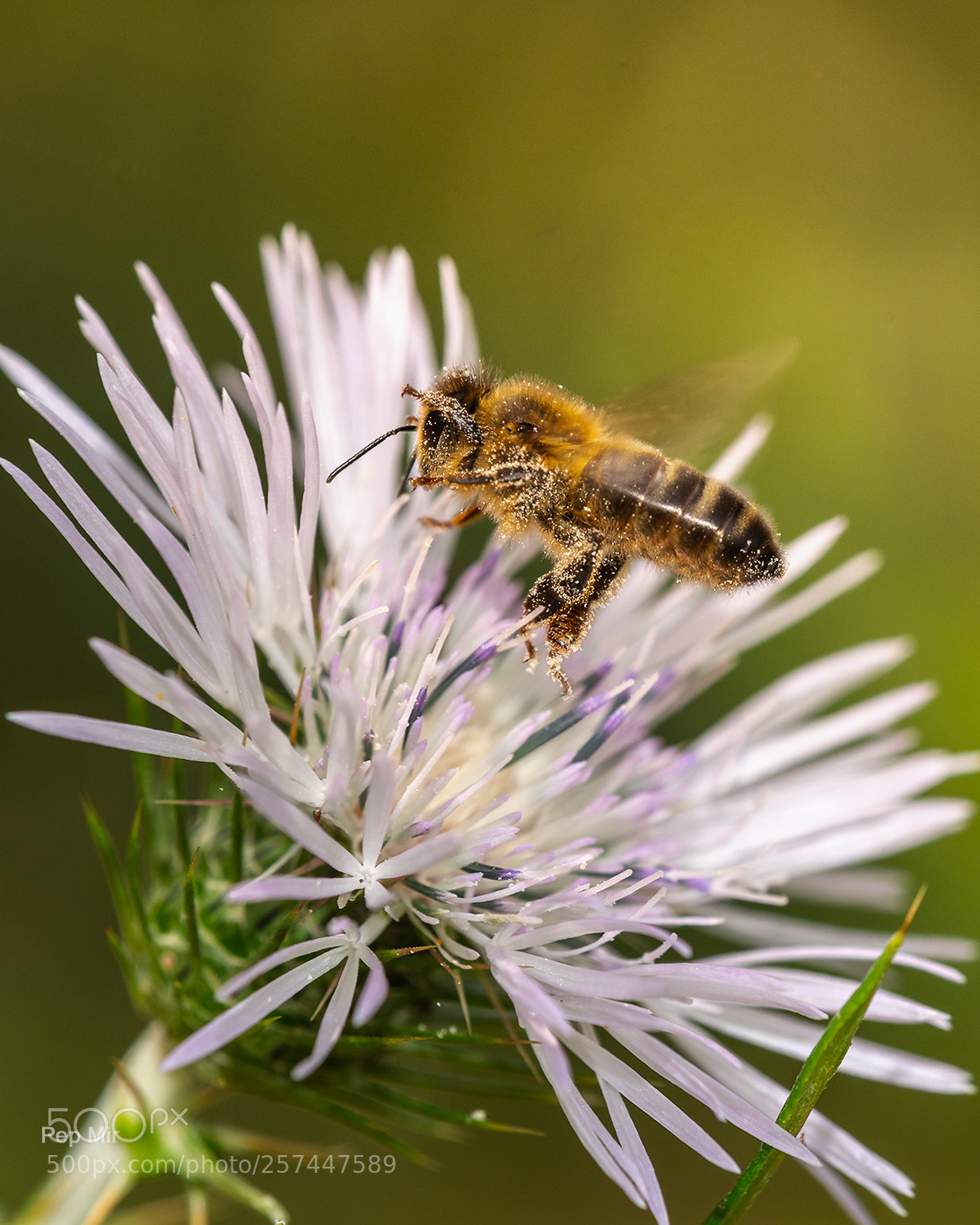 Sony a99 II sample photo. Abeja photography