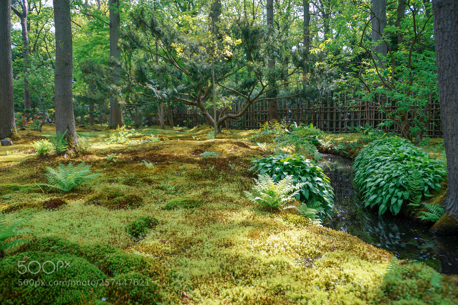 Sony SLT-A58 sample photo. Japanese garden photography