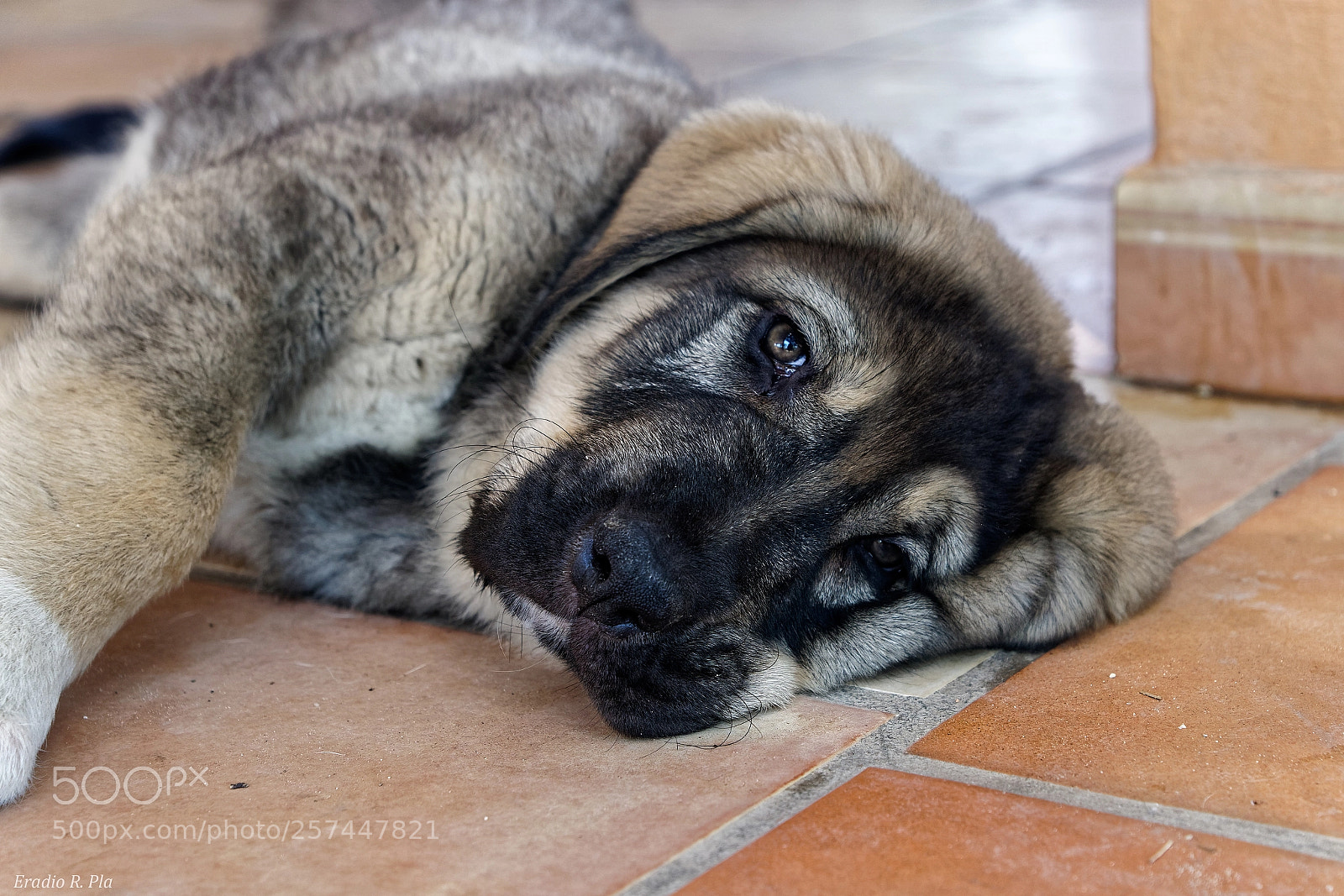Sony ILCA-77M2 sample photo. Spanish mastiff puppy photography
