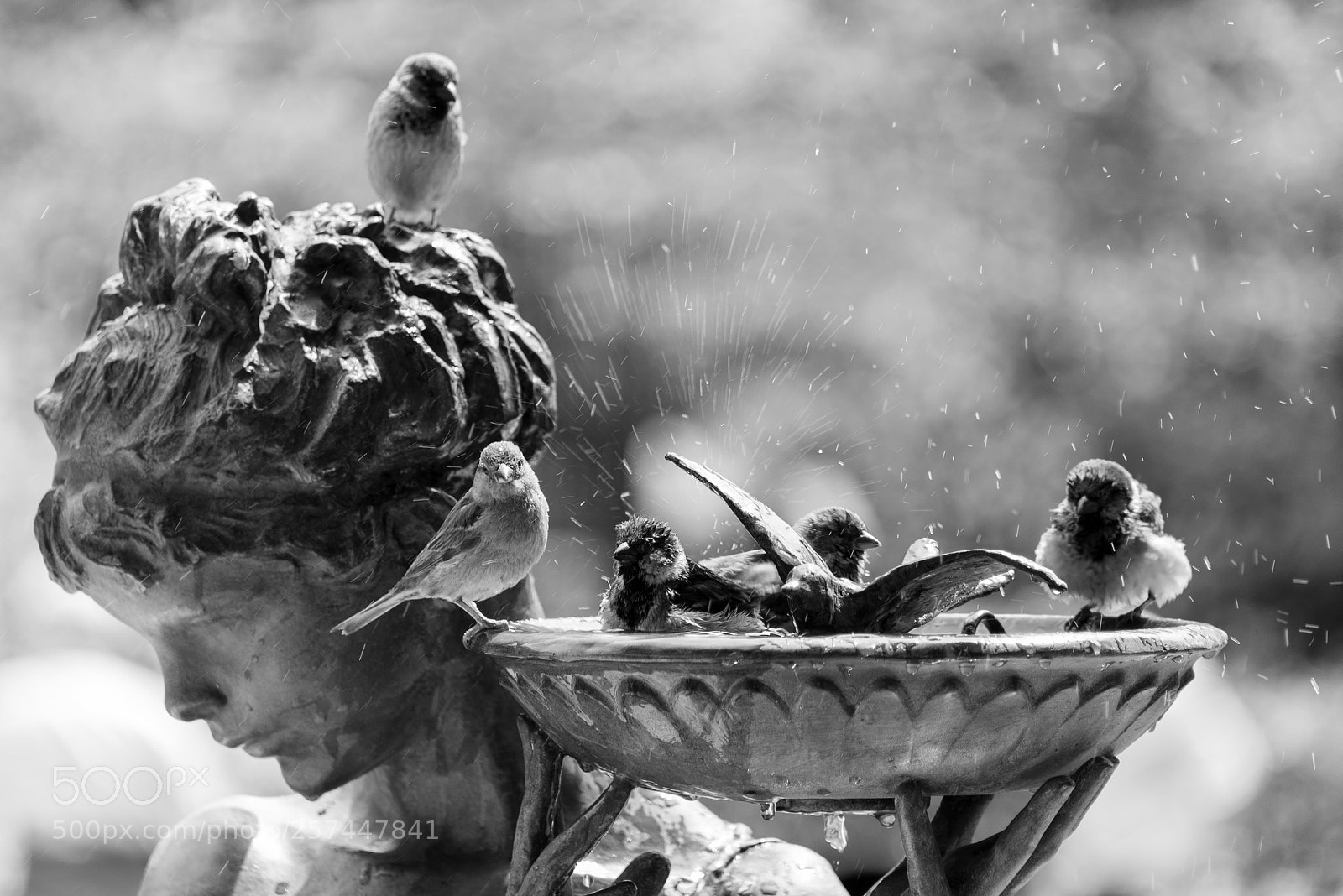 Nikon D750 sample photo. Bird splash photography