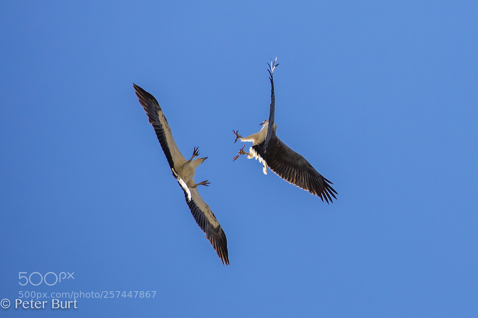 Canon EOS 5DS R sample photo. Sea eagles fighting photography