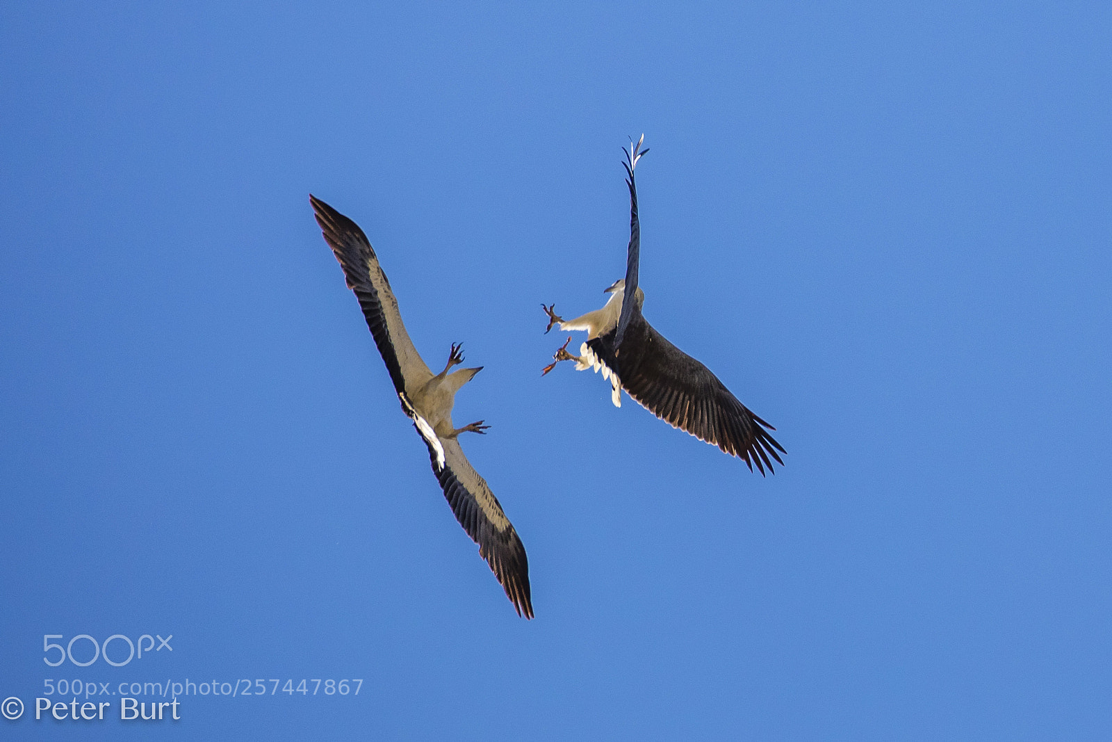 Canon EOS 5DS R sample photo. Sea eagles fighting photography