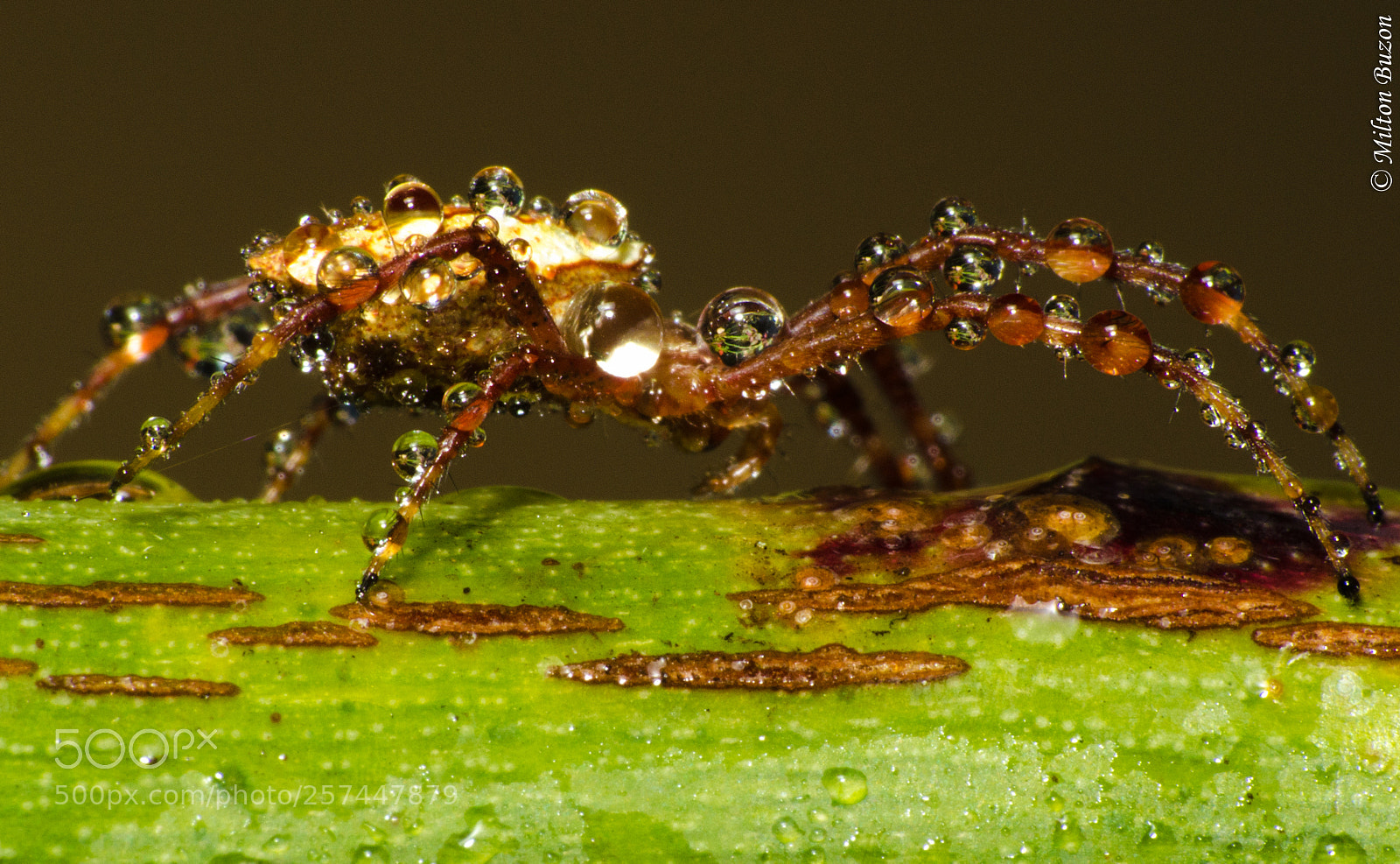 Nikon D7000 sample photo. Covered with water pearls photography
