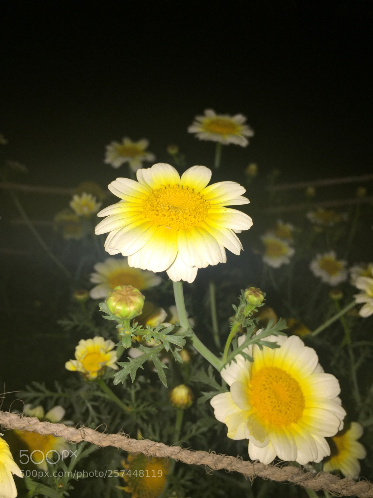 Apple iPhone 6 sample photo. Yello is my fvrt photography