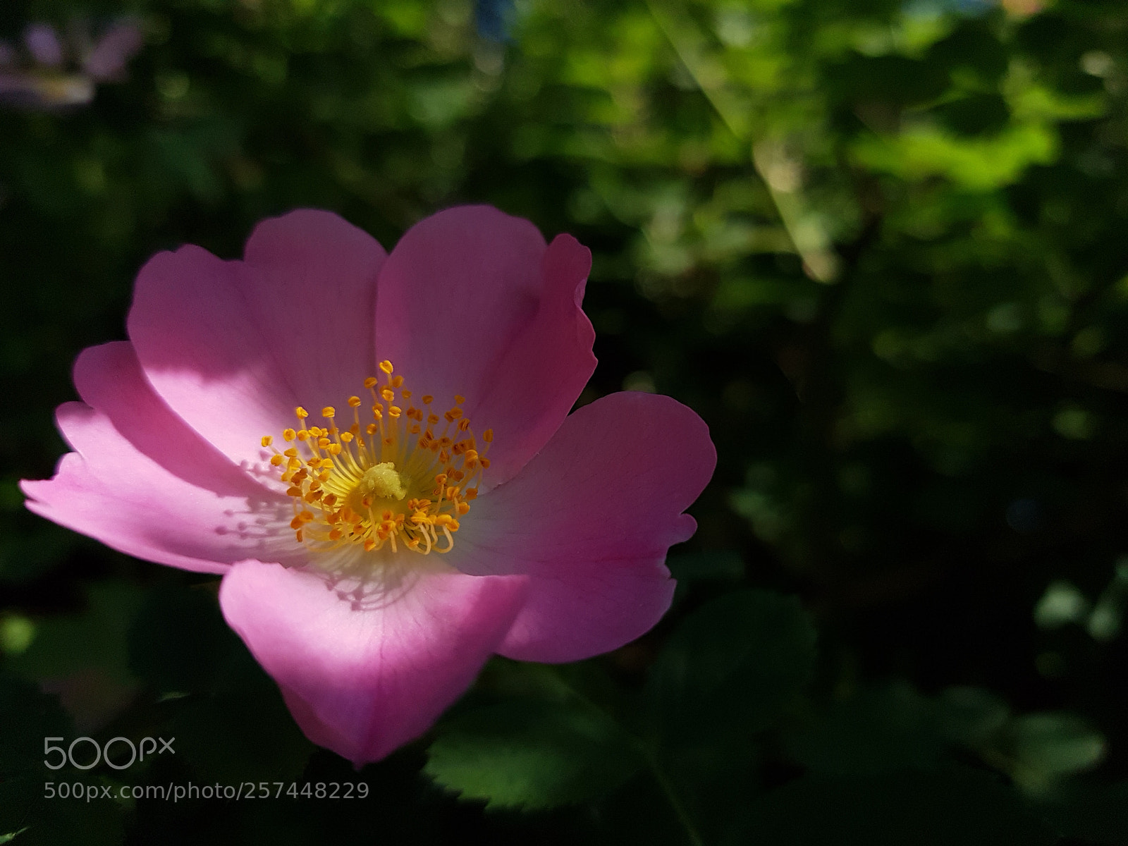Samsung Galaxy S7 sample photo. Flower photography