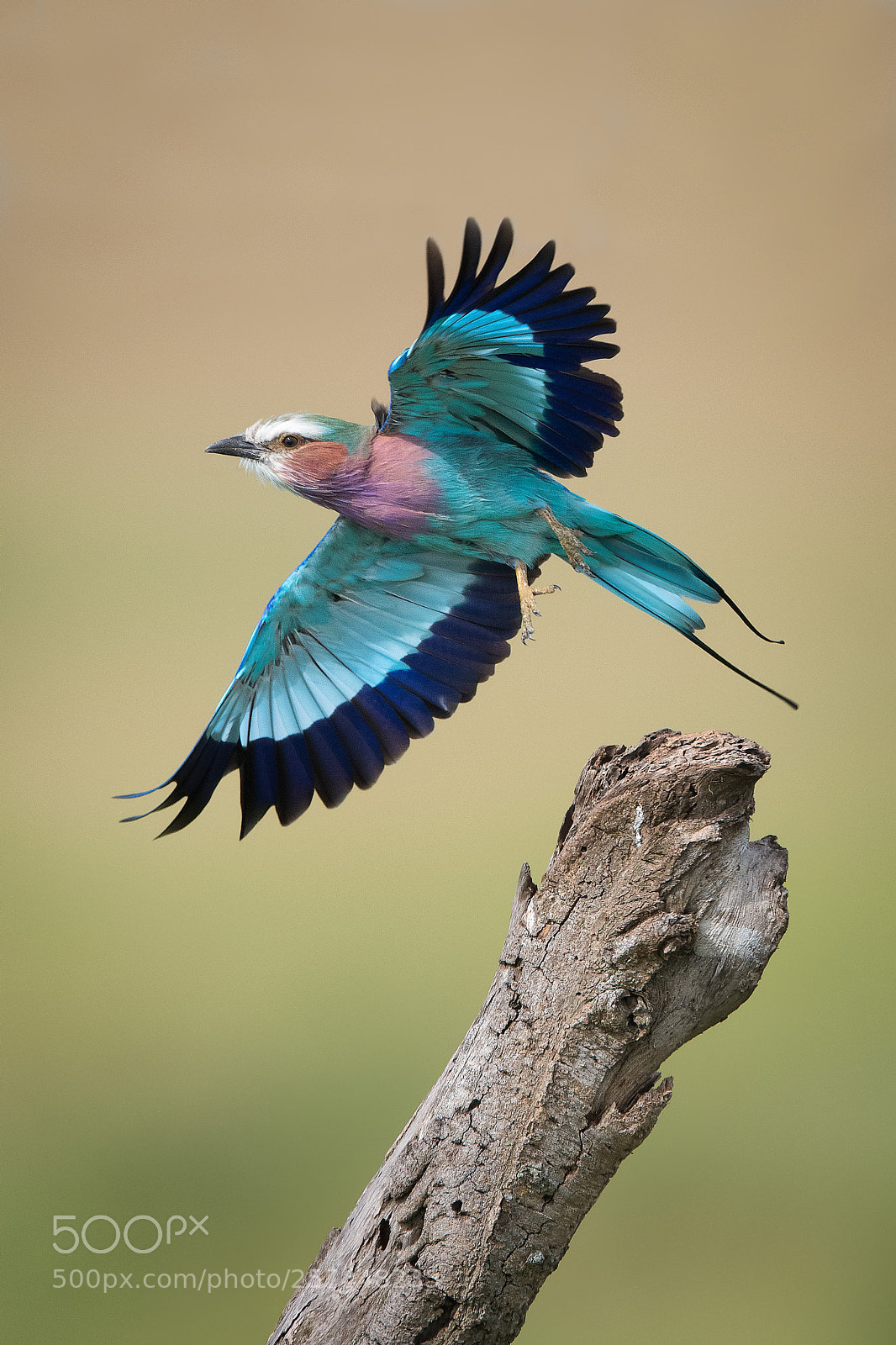 Nikon D500 sample photo. Lilac breasted roller photography