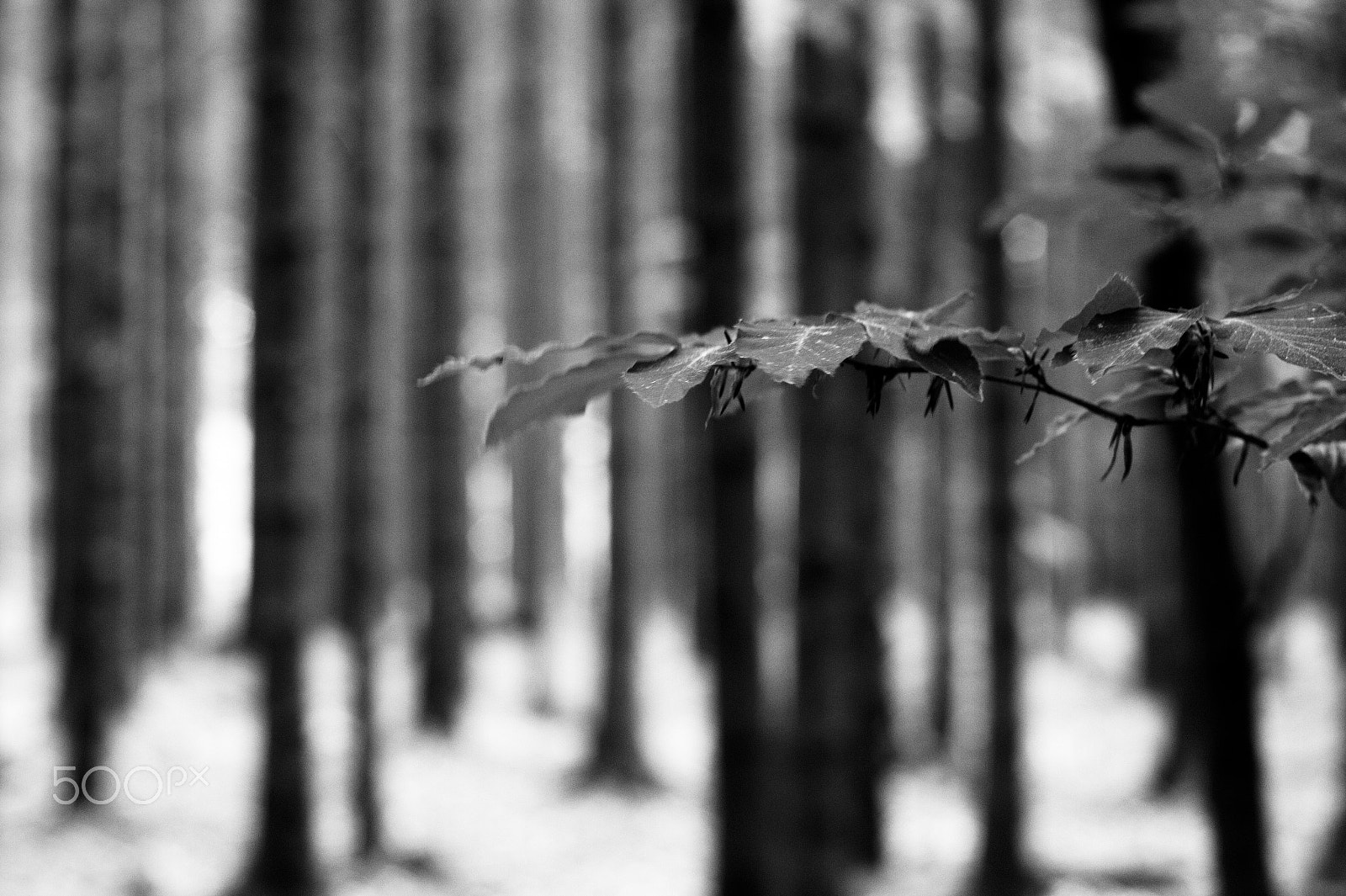 Canon EOS 7D + Canon EF 50mm F1.8 II sample photo. Img photography