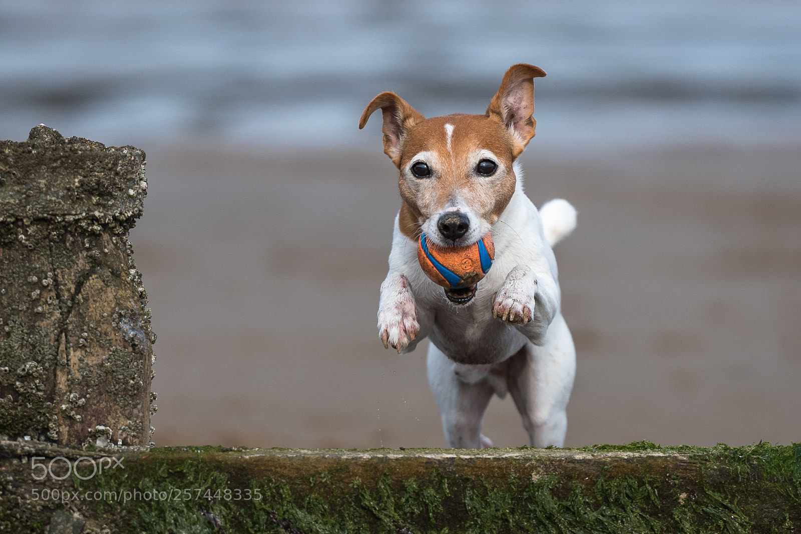 Nikon D750 sample photo. Tommy boy.... photography
