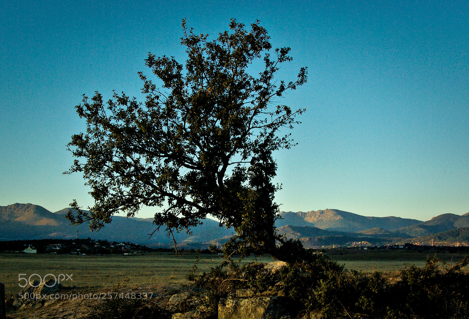 Pentax K10D sample photo. The lonely tree... photography