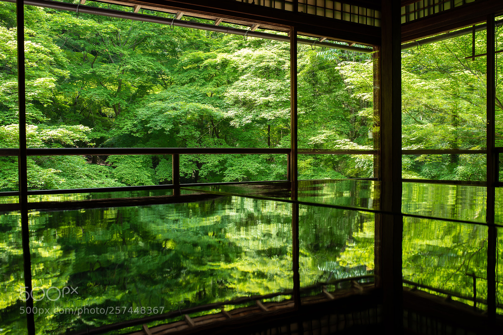 Nikon D750 sample photo. Green reflection photography