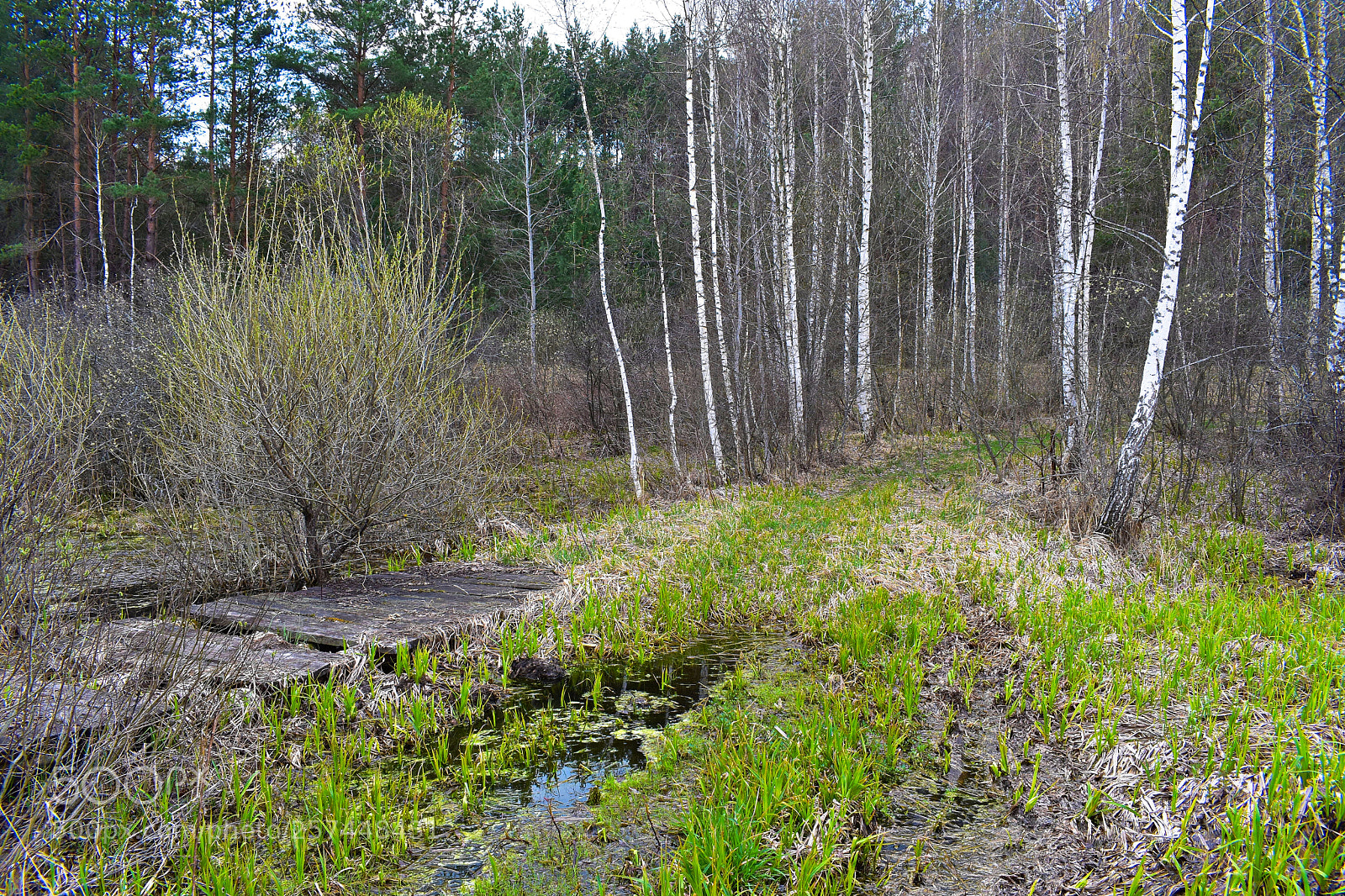 Nikon D3400 sample photo. Ведьмино болото photography