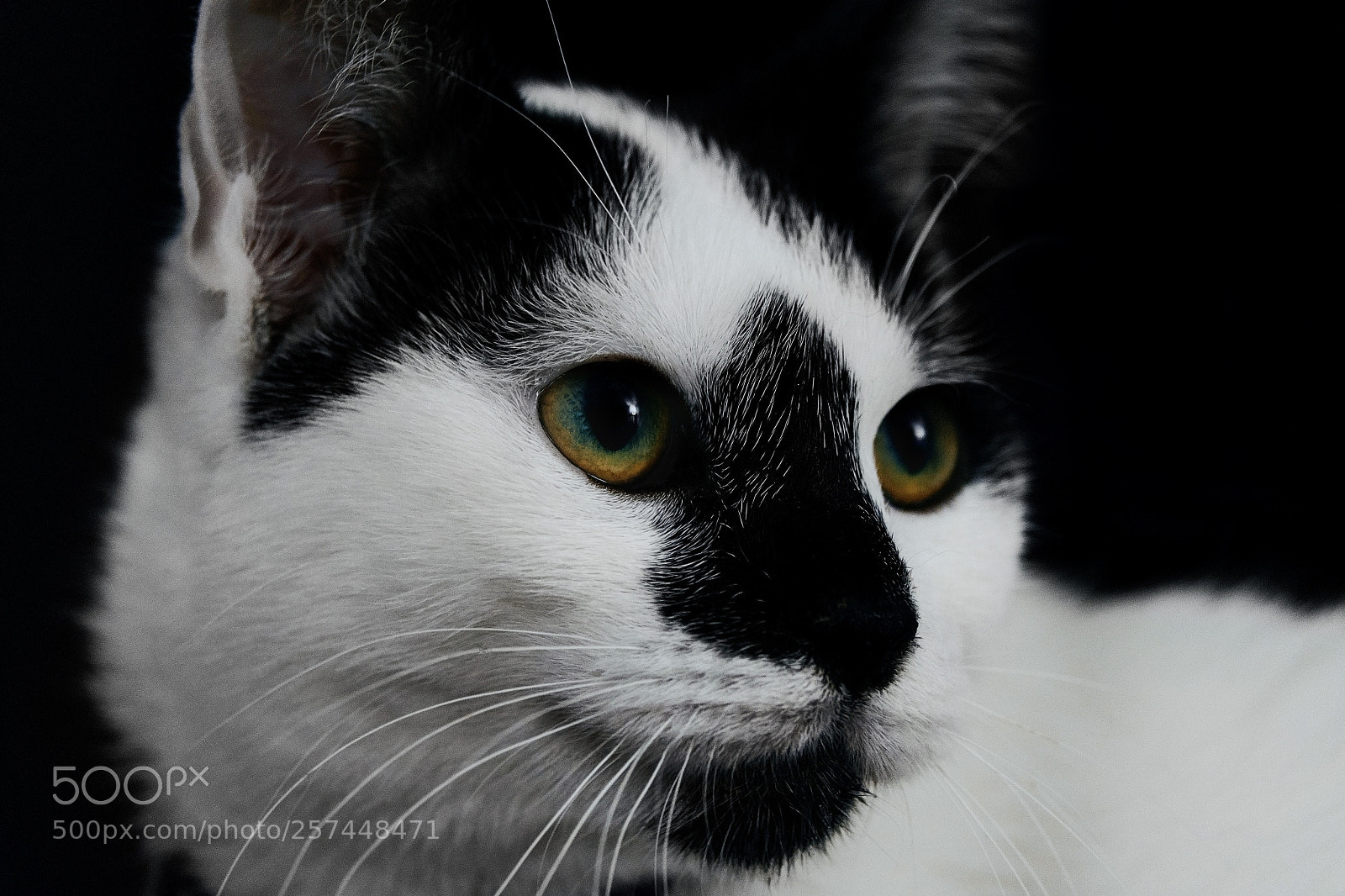 Fujifilm X-T20 sample photo. Cat eyes photography