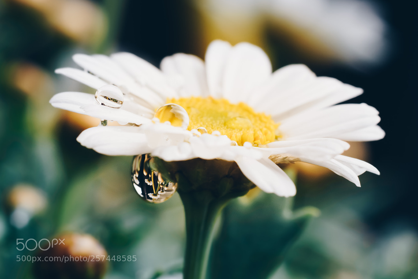 Nikon D7200 sample photo. Raindrop reflection photography